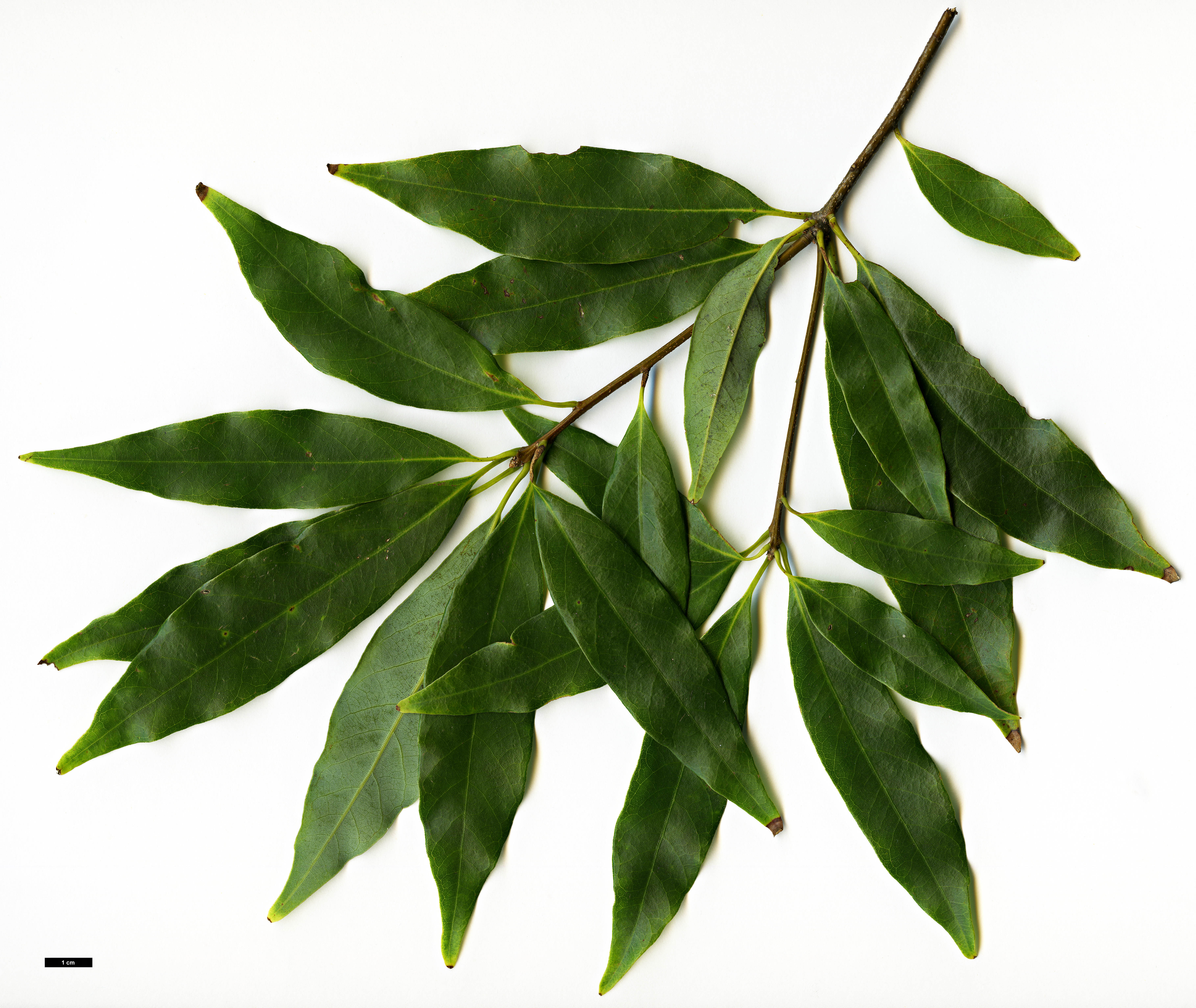 High resolution image: Family: Fagaceae - Genus: Quercus - Taxon: longinux