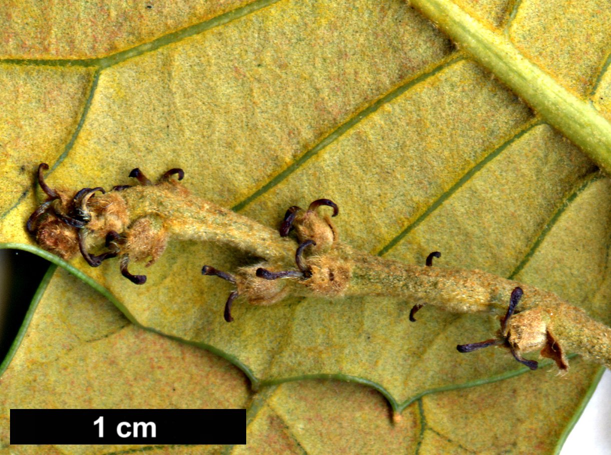 High resolution image: Family: Fagaceae - Genus: Quercus - Taxon: longispica