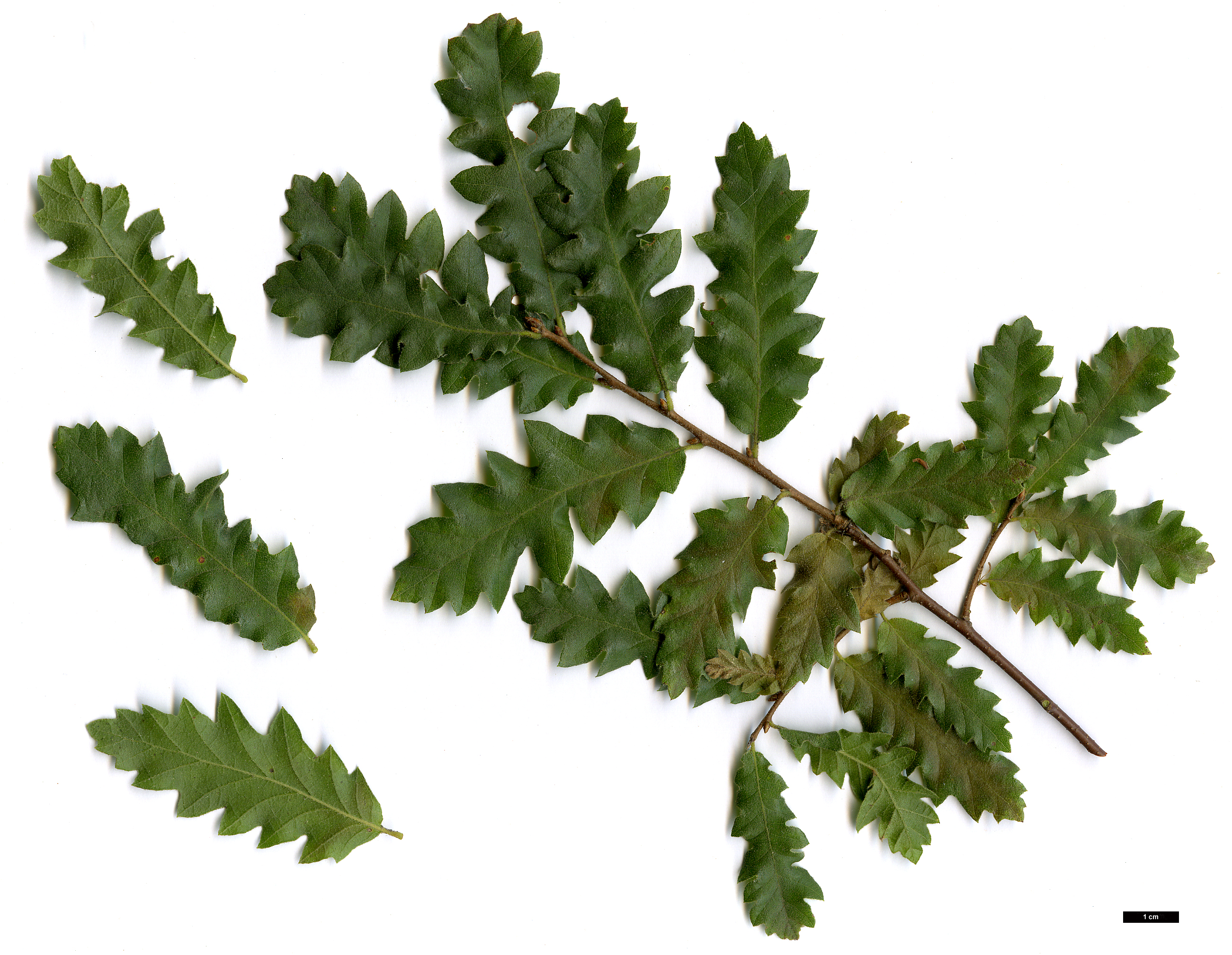 High resolution image: Family: Fagaceae - Genus: Quercus - Taxon: look