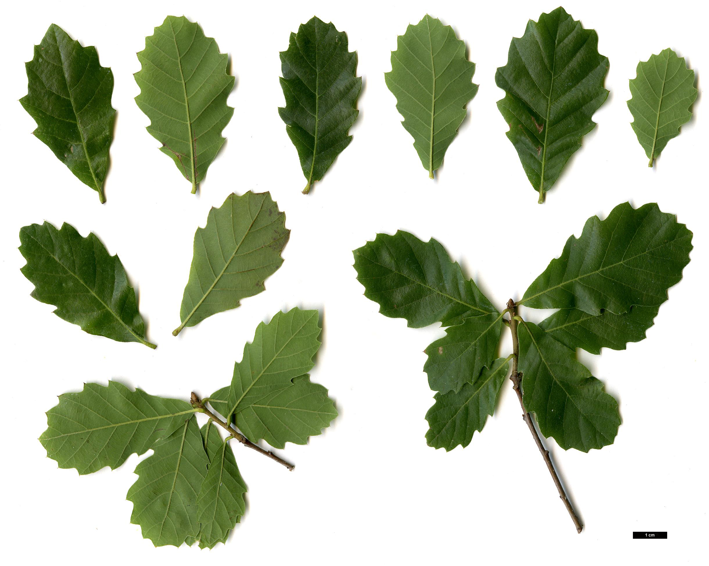 High resolution image: Family: Fagaceae - Genus: Quercus - Taxon: lusitanica