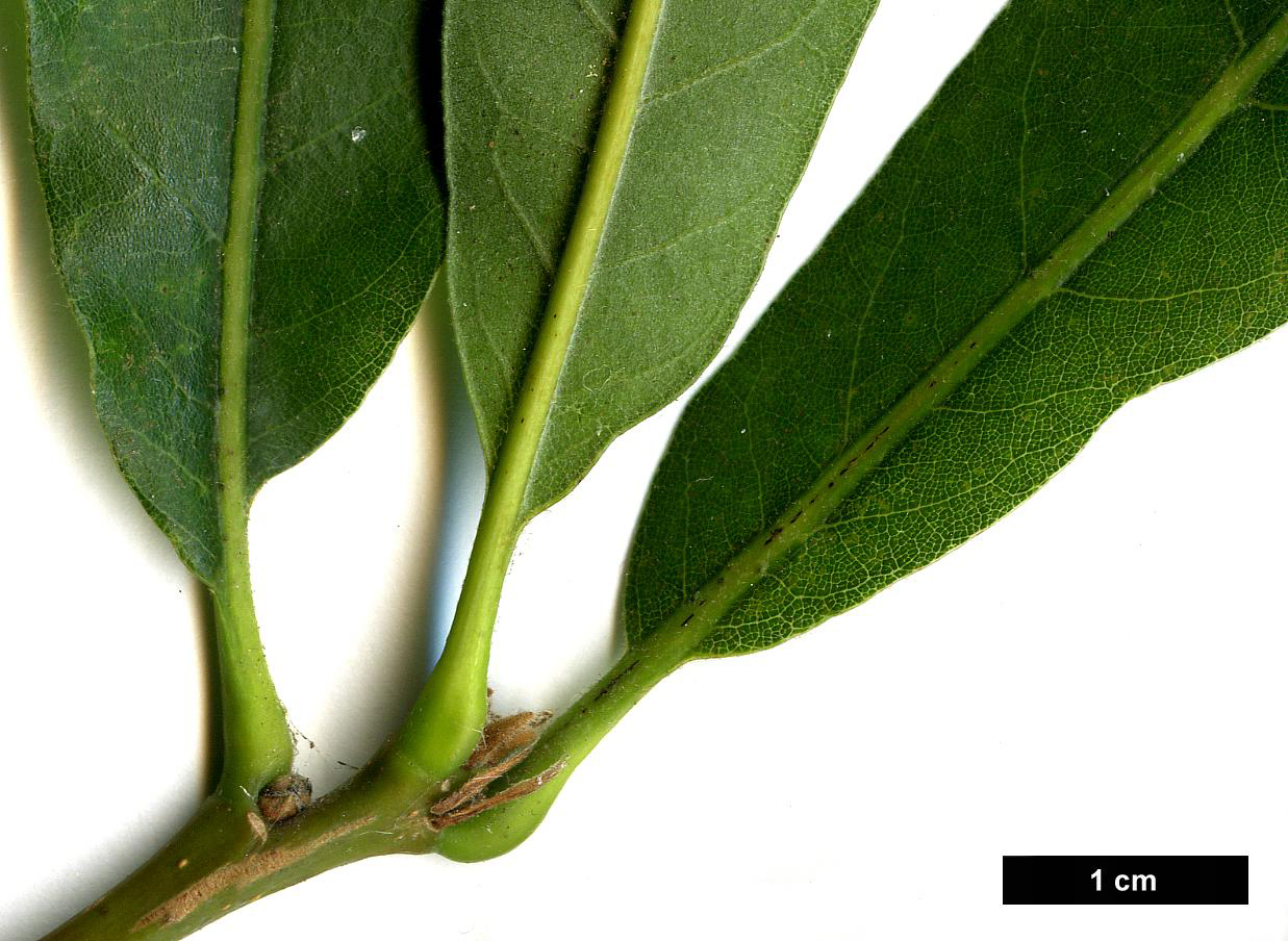 High resolution image: Family: Fagaceae - Genus: Quercus - Taxon: lyrata