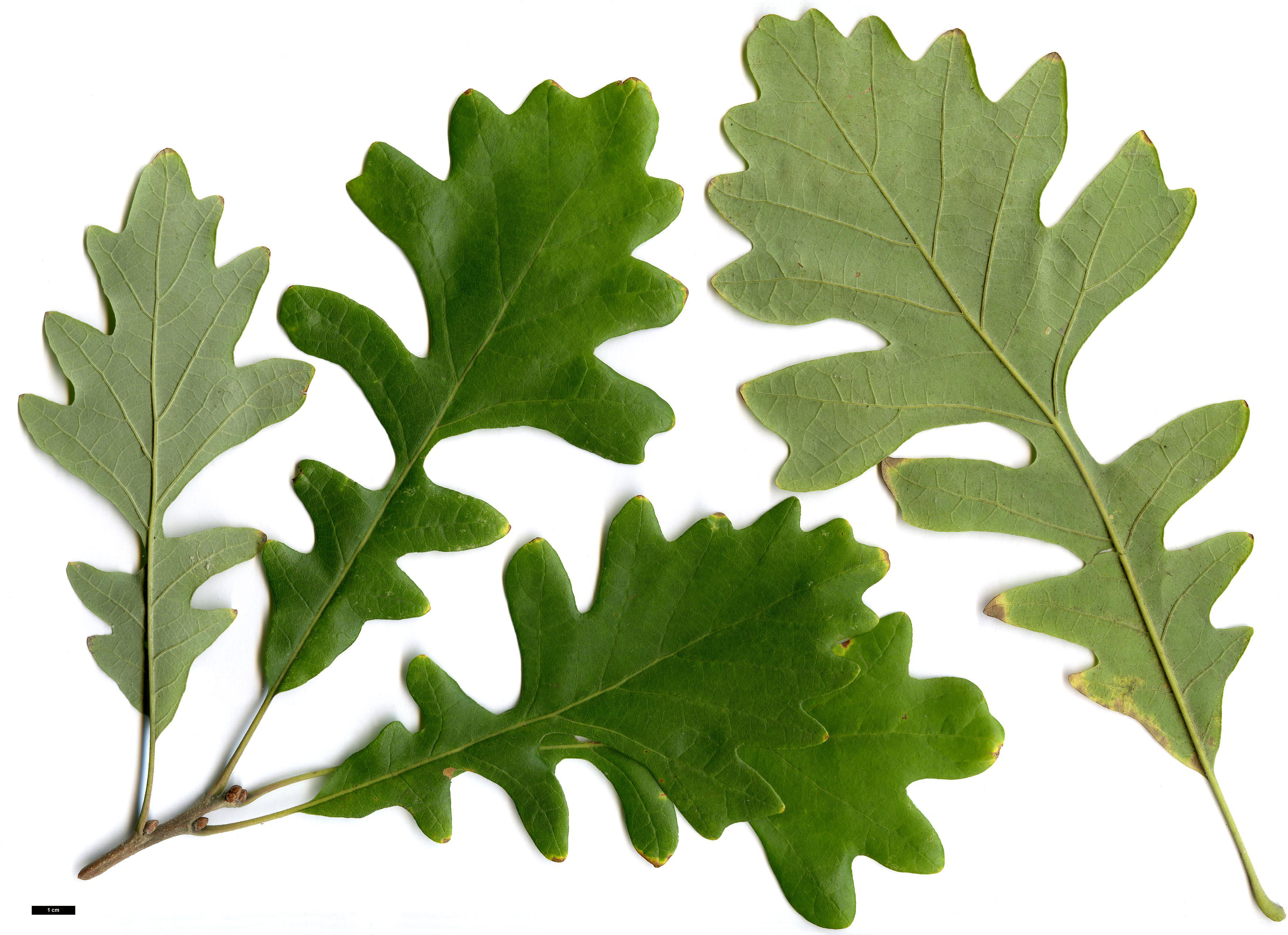 High resolution image: Family: Fagaceae - Genus: Quercus - Taxon: macrocarpa