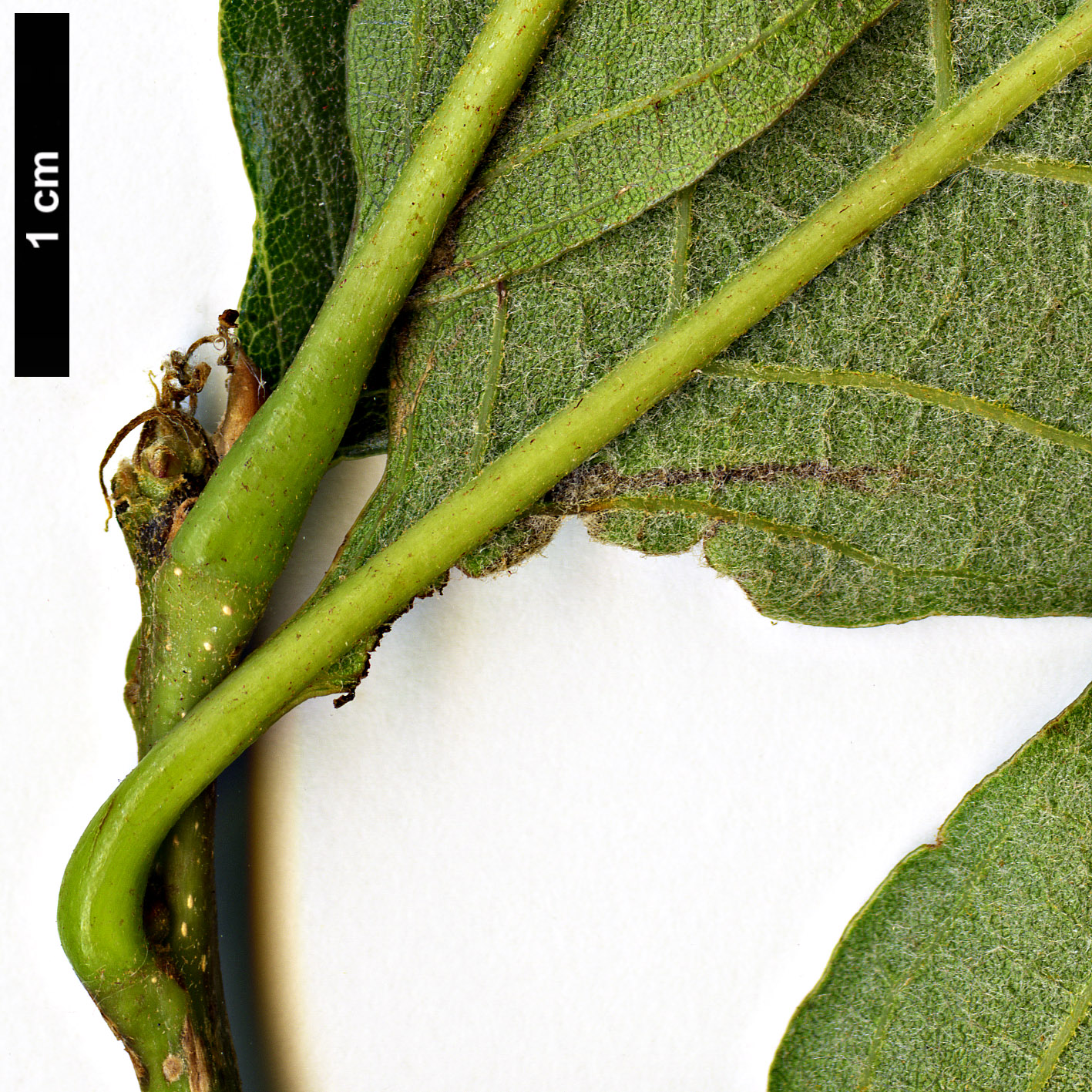 High resolution image: Family: Fagaceae - Genus: Quercus - Taxon: magnoliifolia