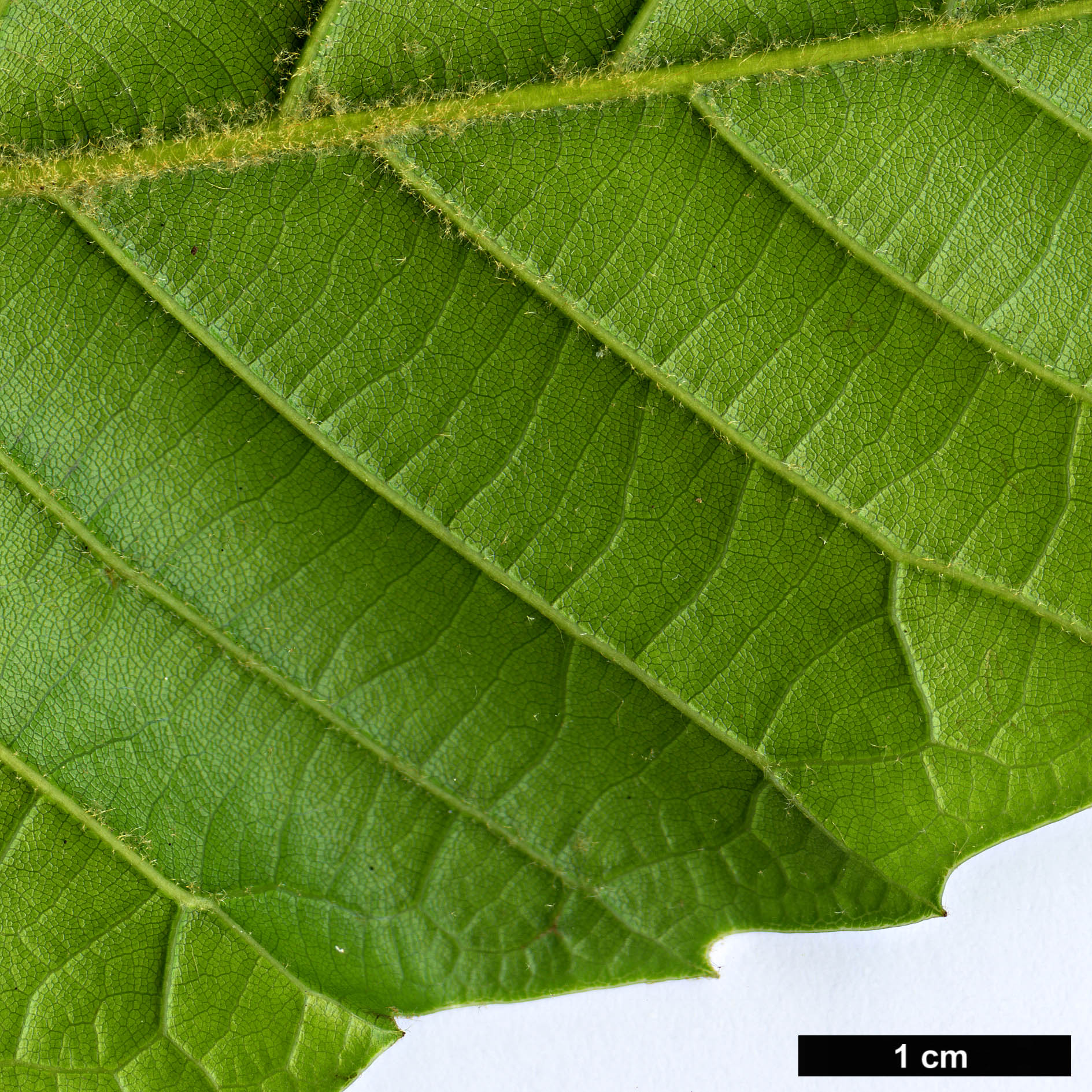 High resolution image: Family: Fagaceae - Genus: Quercus - Taxon: marlipoensis