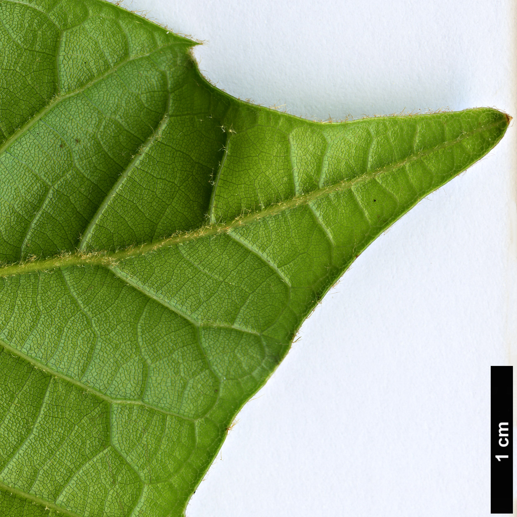 High resolution image: Family: Fagaceae - Genus: Quercus - Taxon: marlipoensis