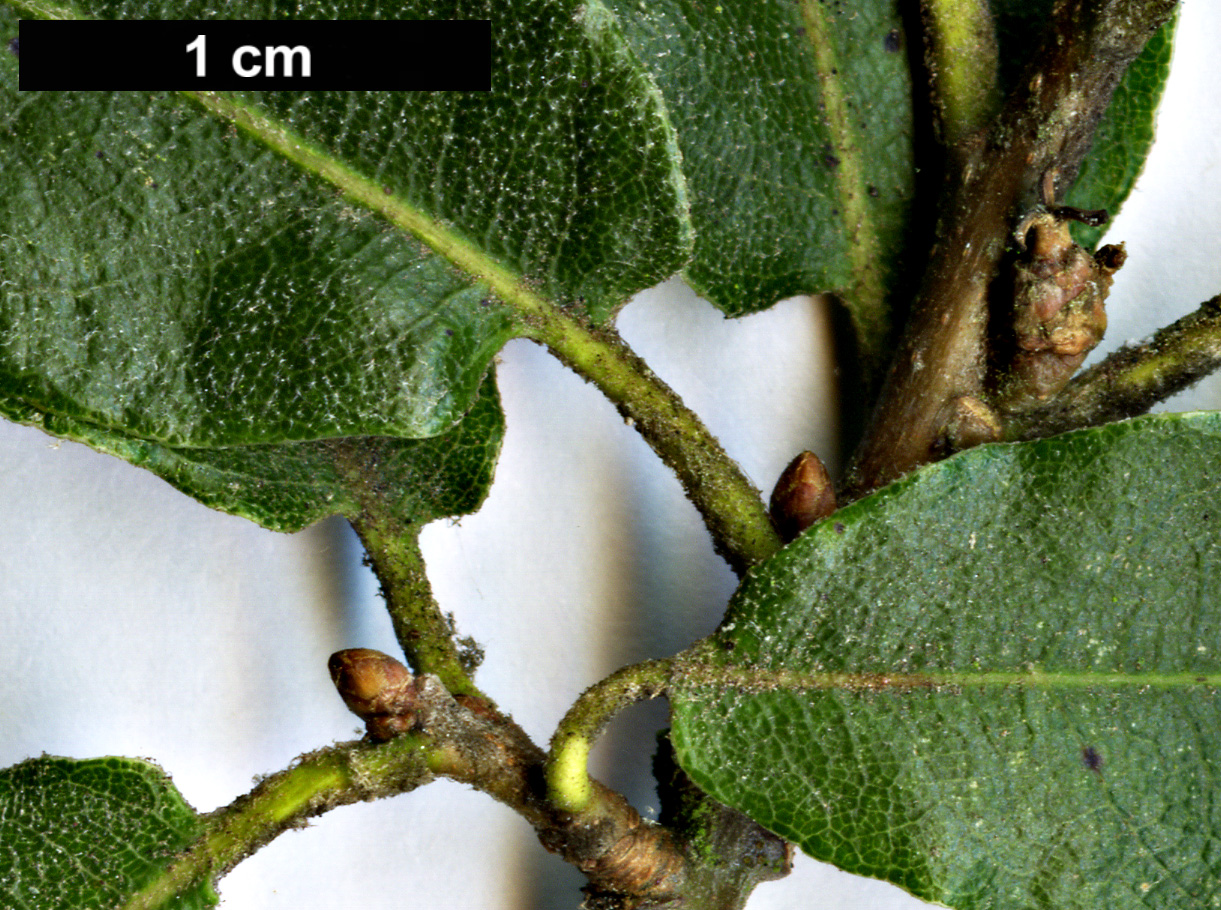 High resolution image: Family: Fagaceae - Genus: Quercus - Taxon: mexicana