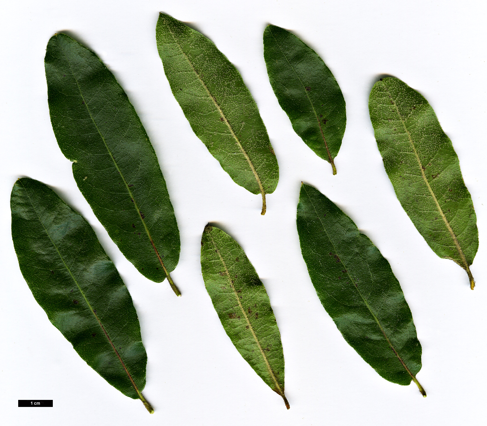 High resolution image: Family: Fagaceae - Genus: Quercus - Taxon: mexicana