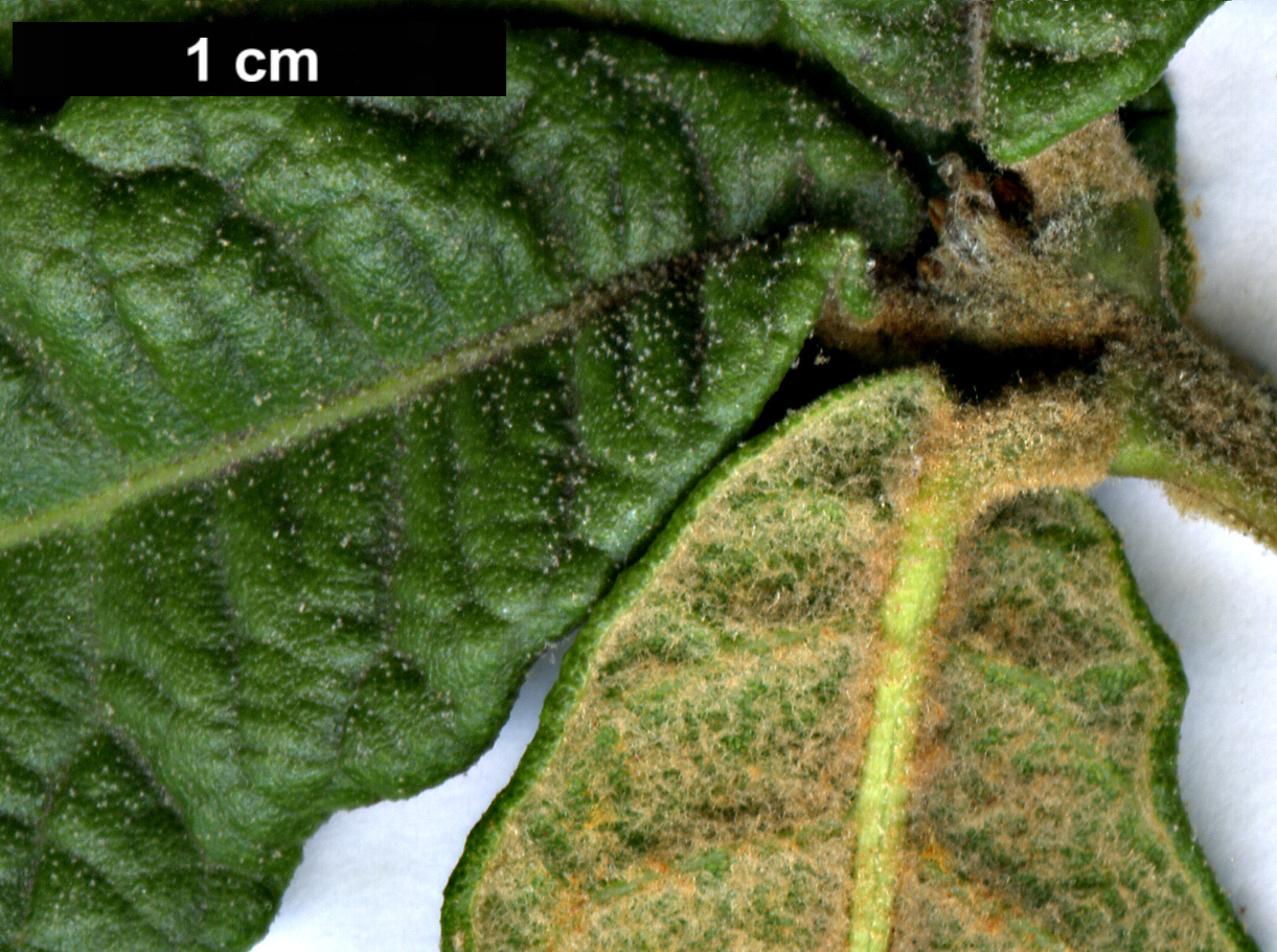High resolution image: Family: Fagaceae - Genus: Quercus - Taxon: miquihuanensis