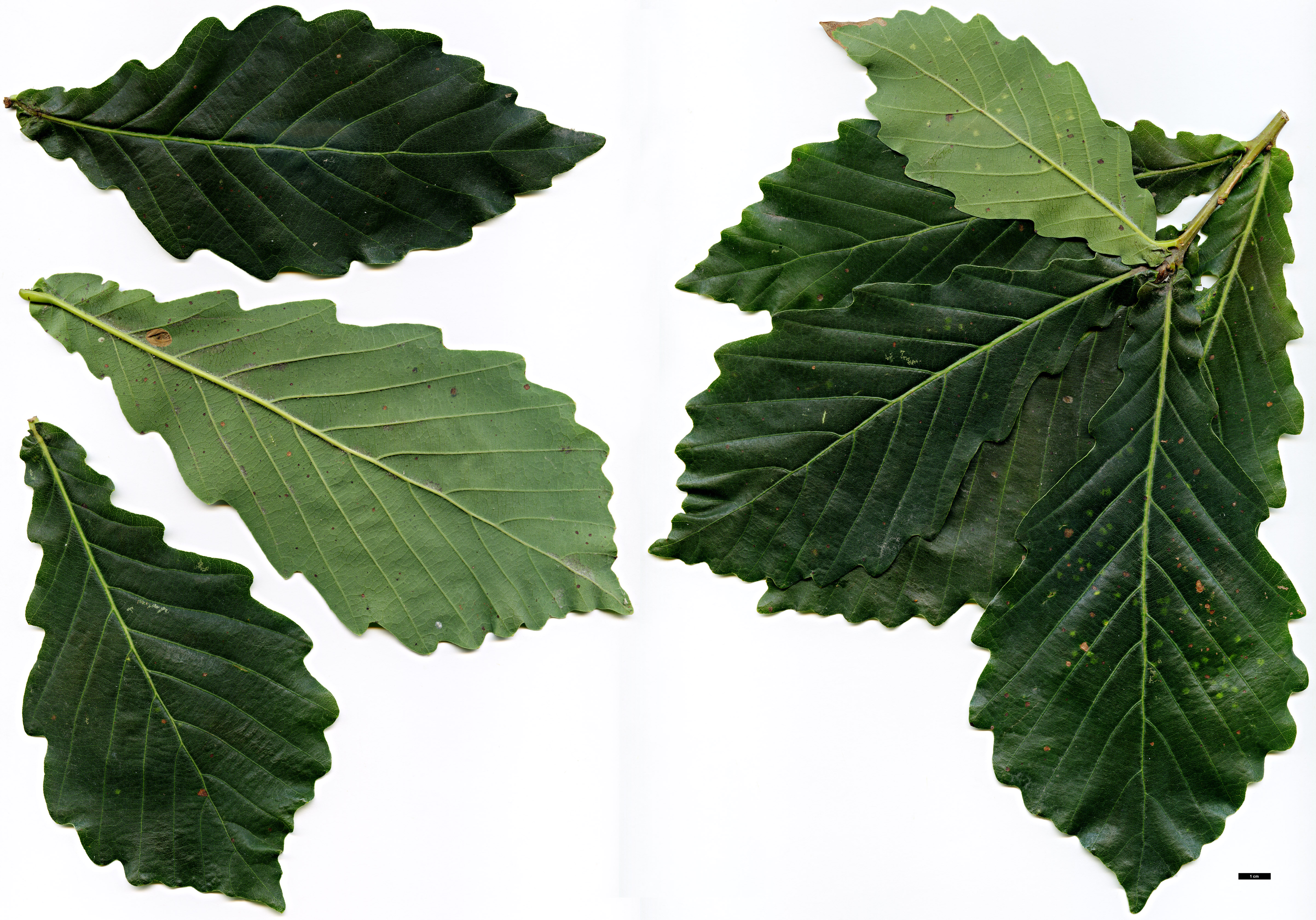 High resolution image: Family: Fagaceae - Genus: Quercus - Taxon: mongolica