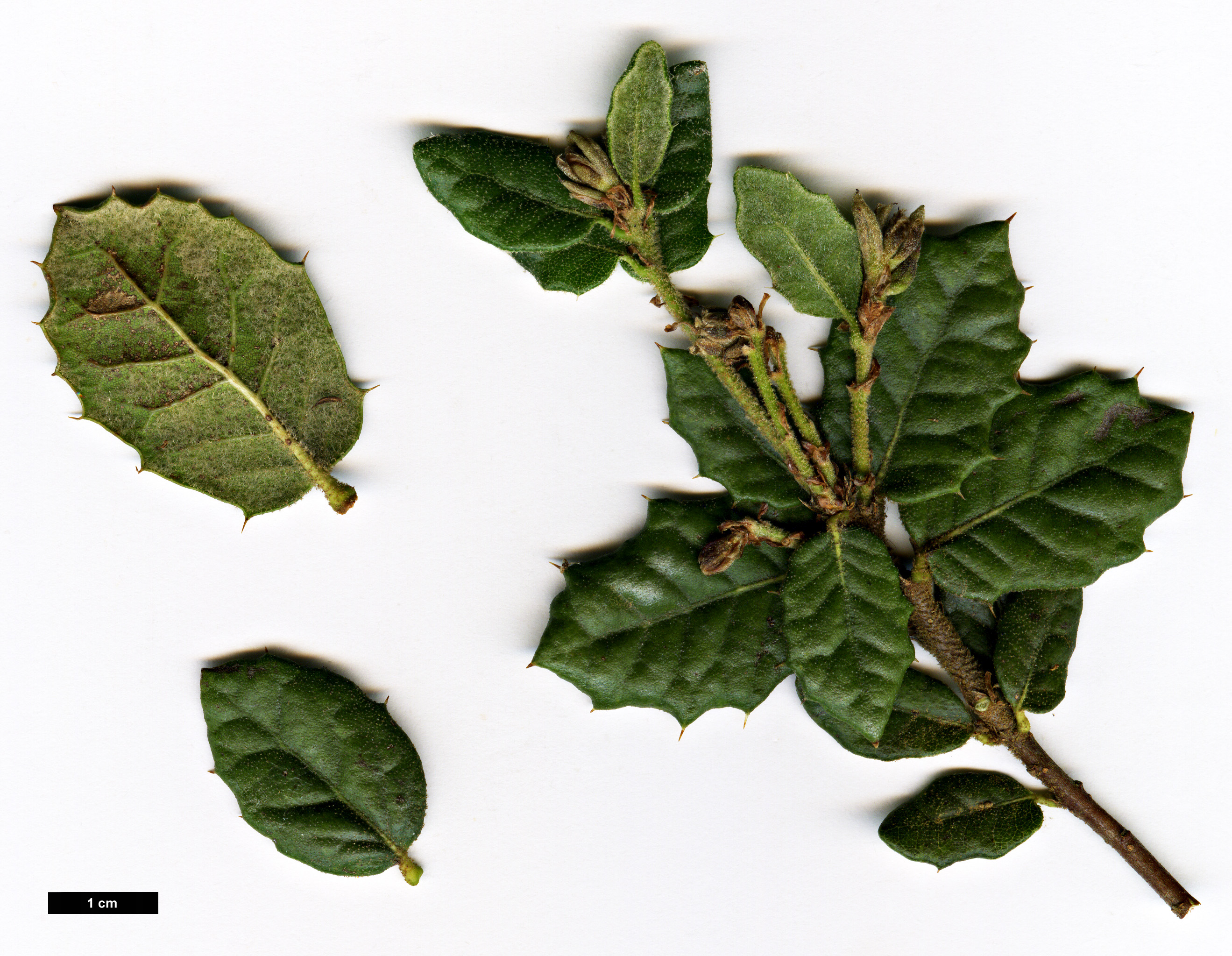 High resolution image: Family: Fagaceae - Genus: Quercus - Taxon: monimotricha