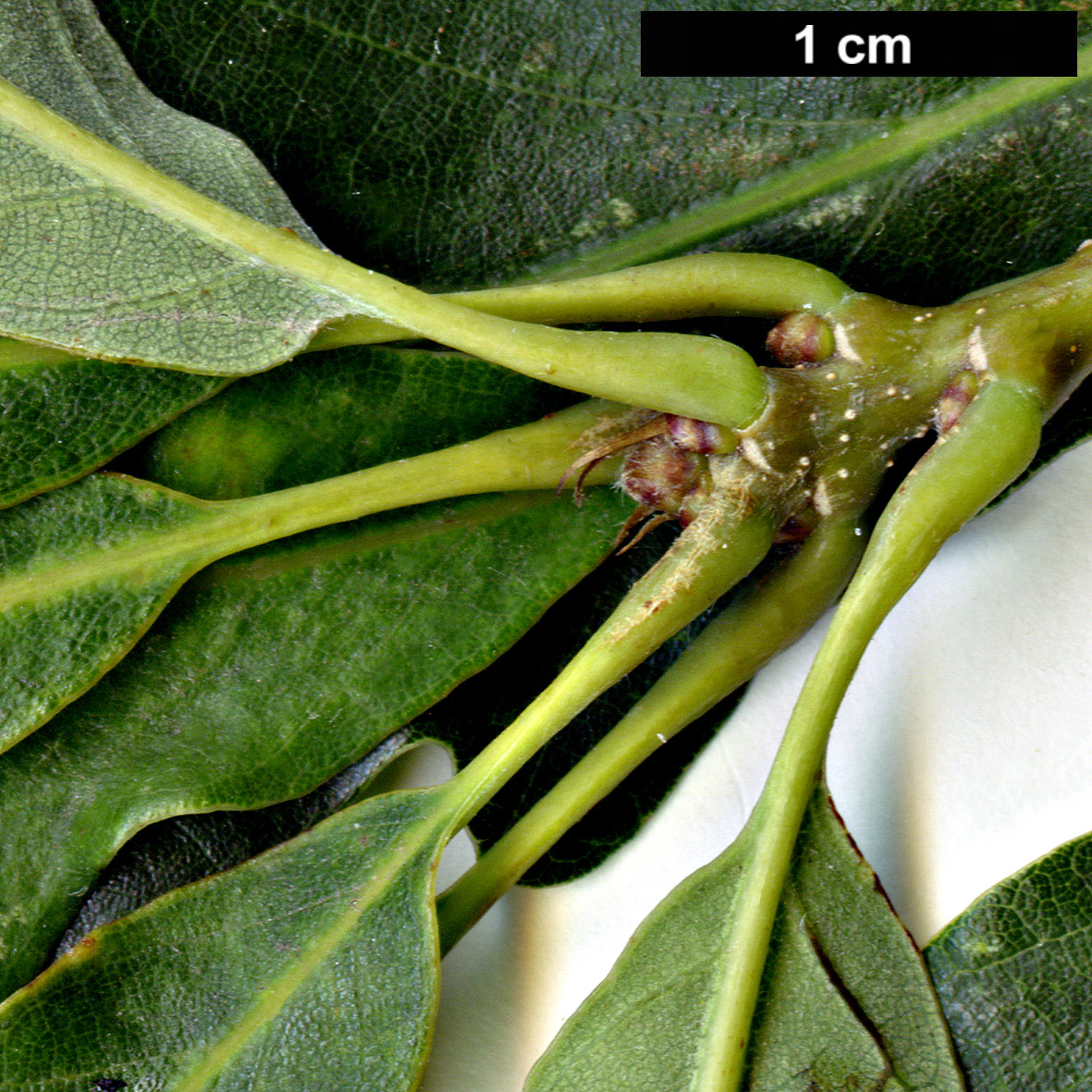 High resolution image: Family: Fagaceae - Genus: Quercus - Taxon: montana - SpeciesSub: 'Laciniata'