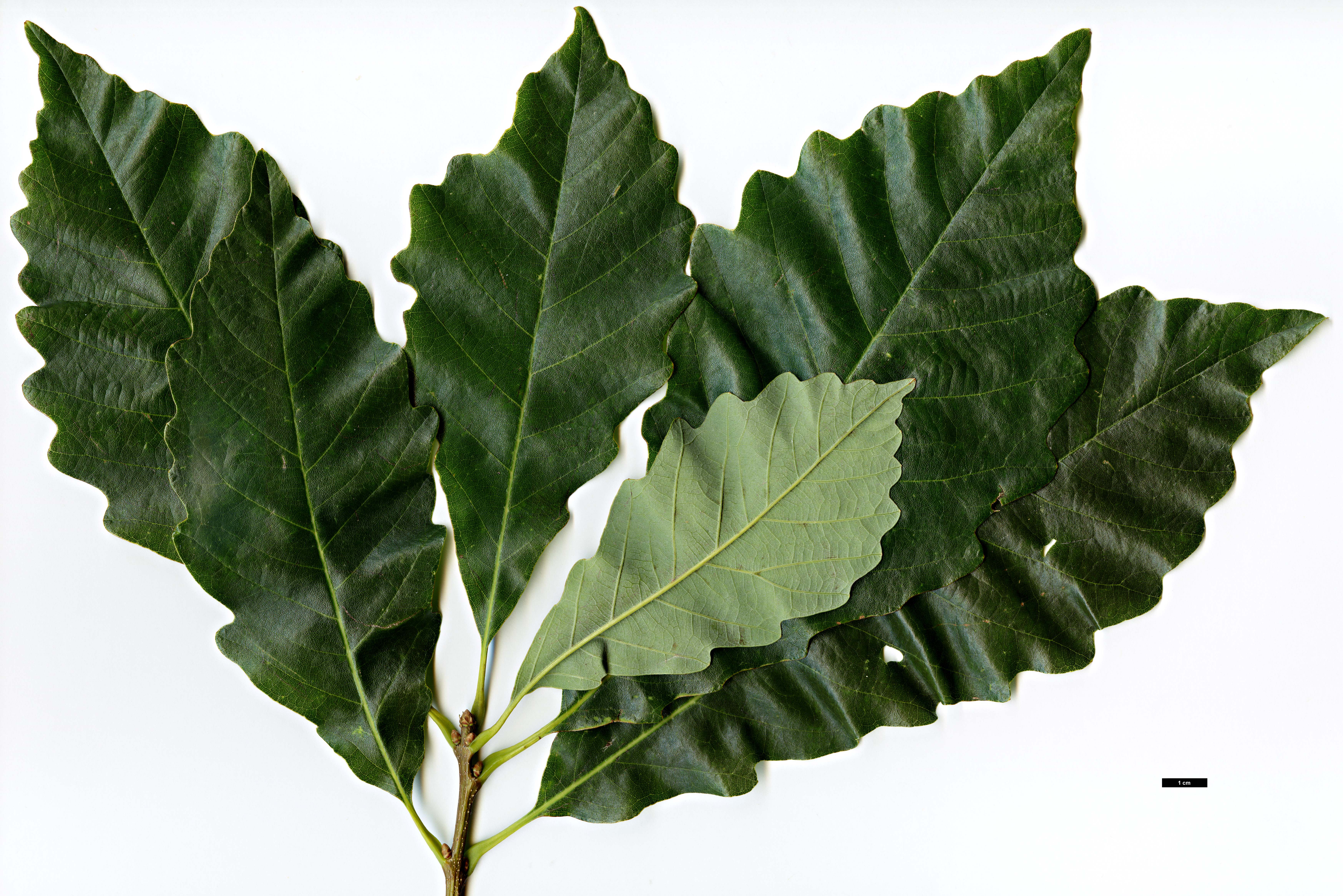 High resolution image: Family: Fagaceae - Genus: Quercus - Taxon: montana