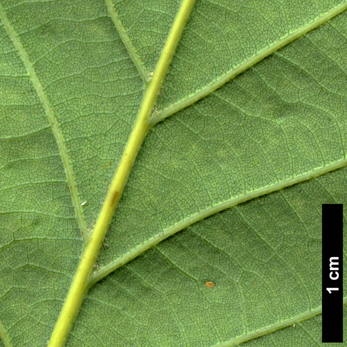 High resolution image: Family: Fagaceae - Genus: Quercus - Taxon: montana