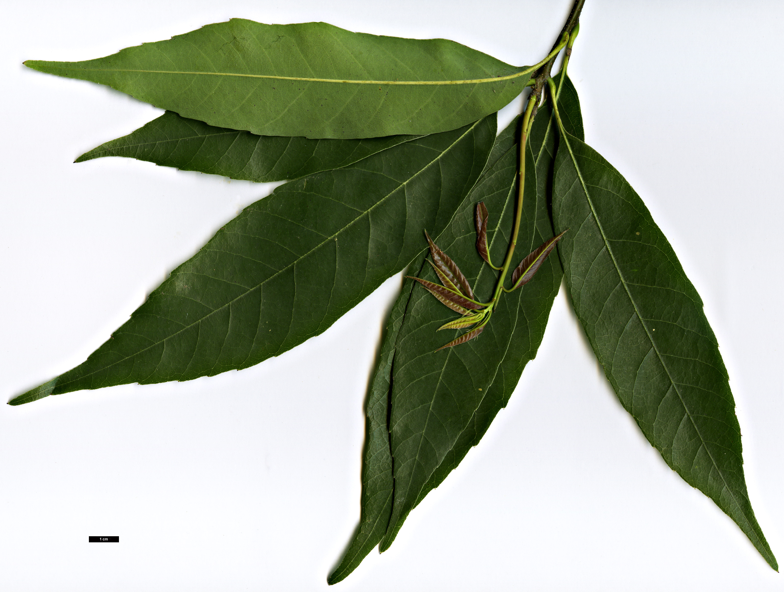 High resolution image: Family: Fagaceae - Genus: Quercus - Taxon: myrsinifolia