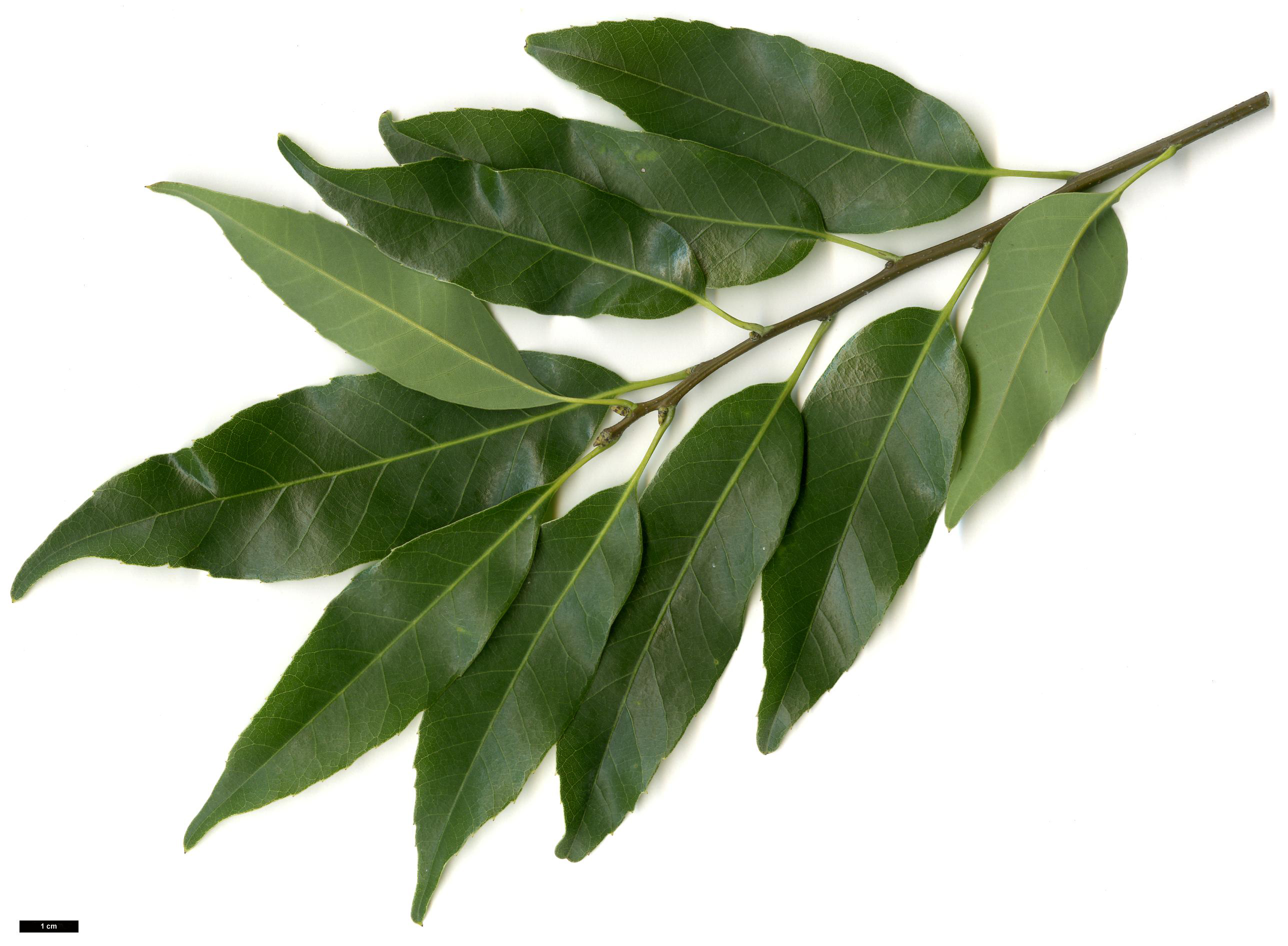 High resolution image: Family: Fagaceae - Genus: Quercus - Taxon: myrsinifolia