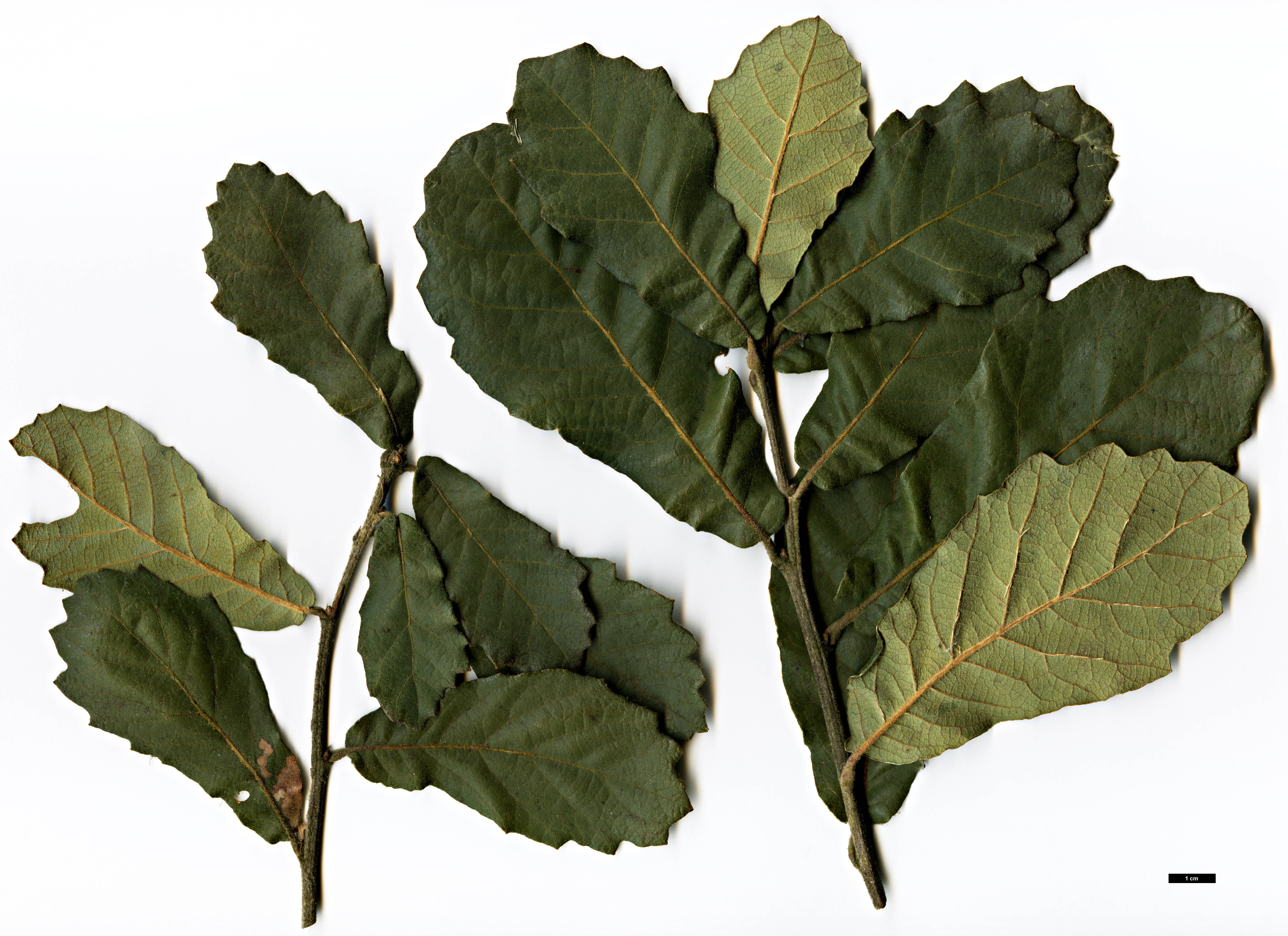 High resolution image: Family: Fagaceae - Genus: Quercus - Taxon: obtusata