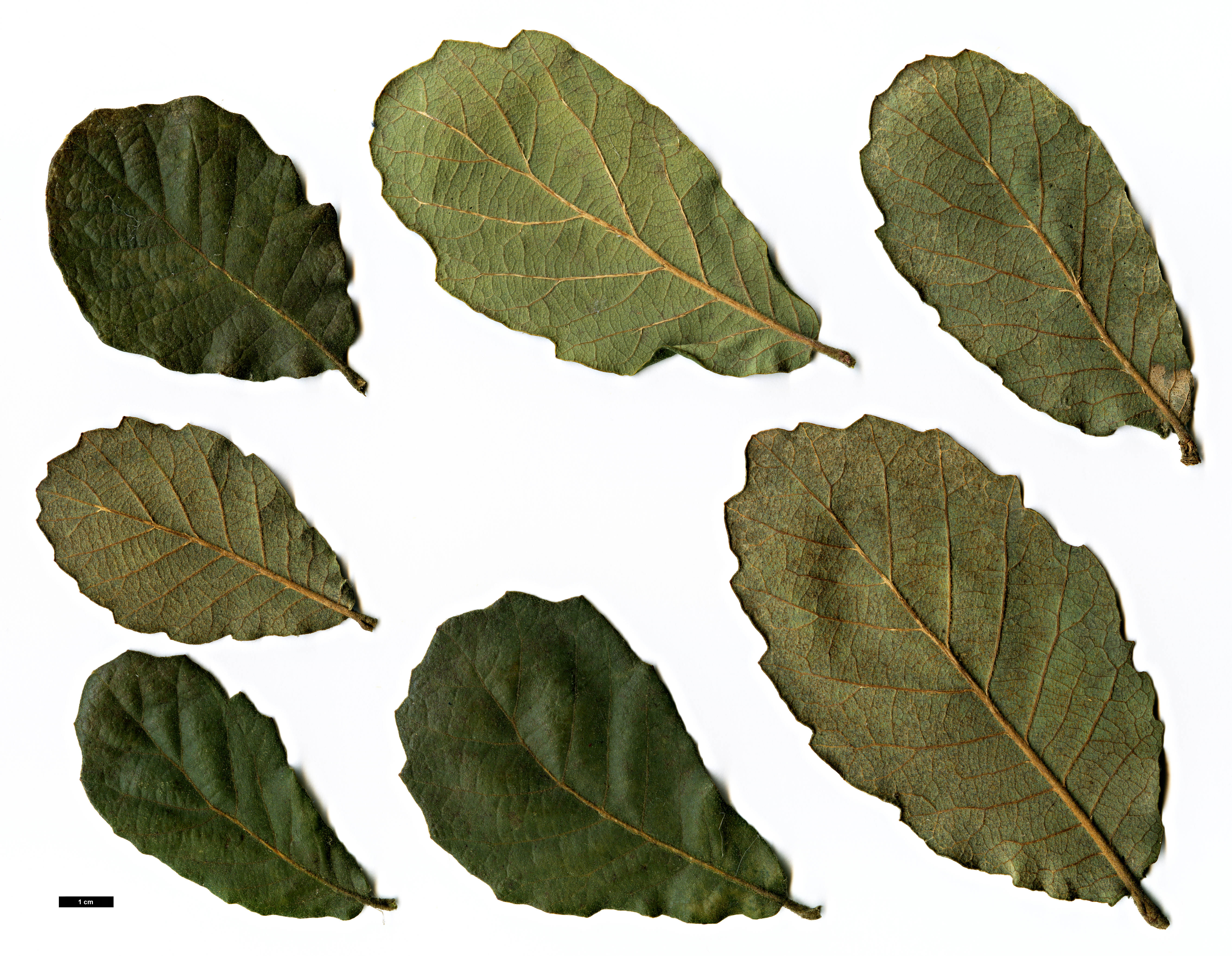 High resolution image: Family: Fagaceae - Genus: Quercus - Taxon: obtusata