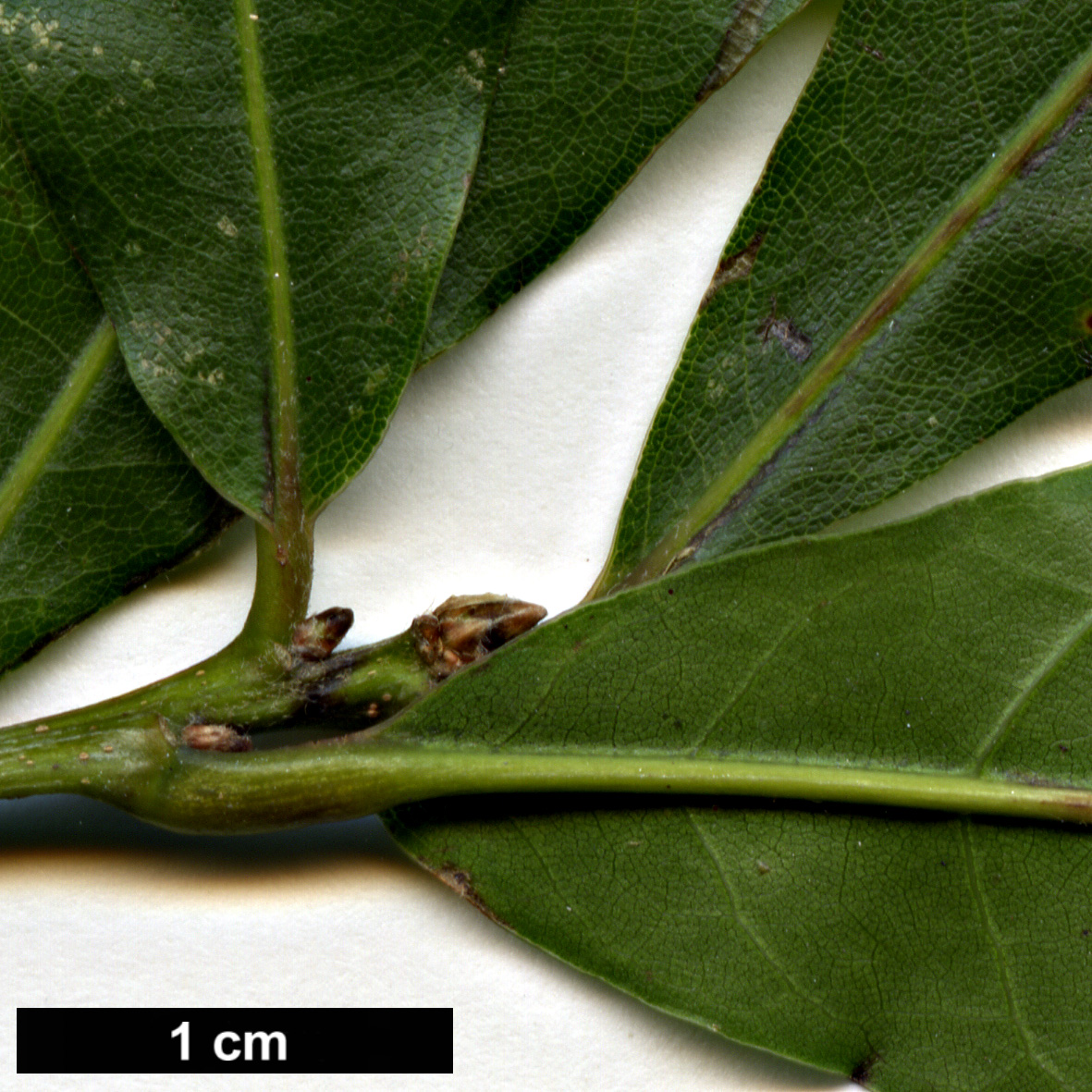 High resolution image: Family: Fagaceae - Genus: Quercus - Taxon: ocoteifolia