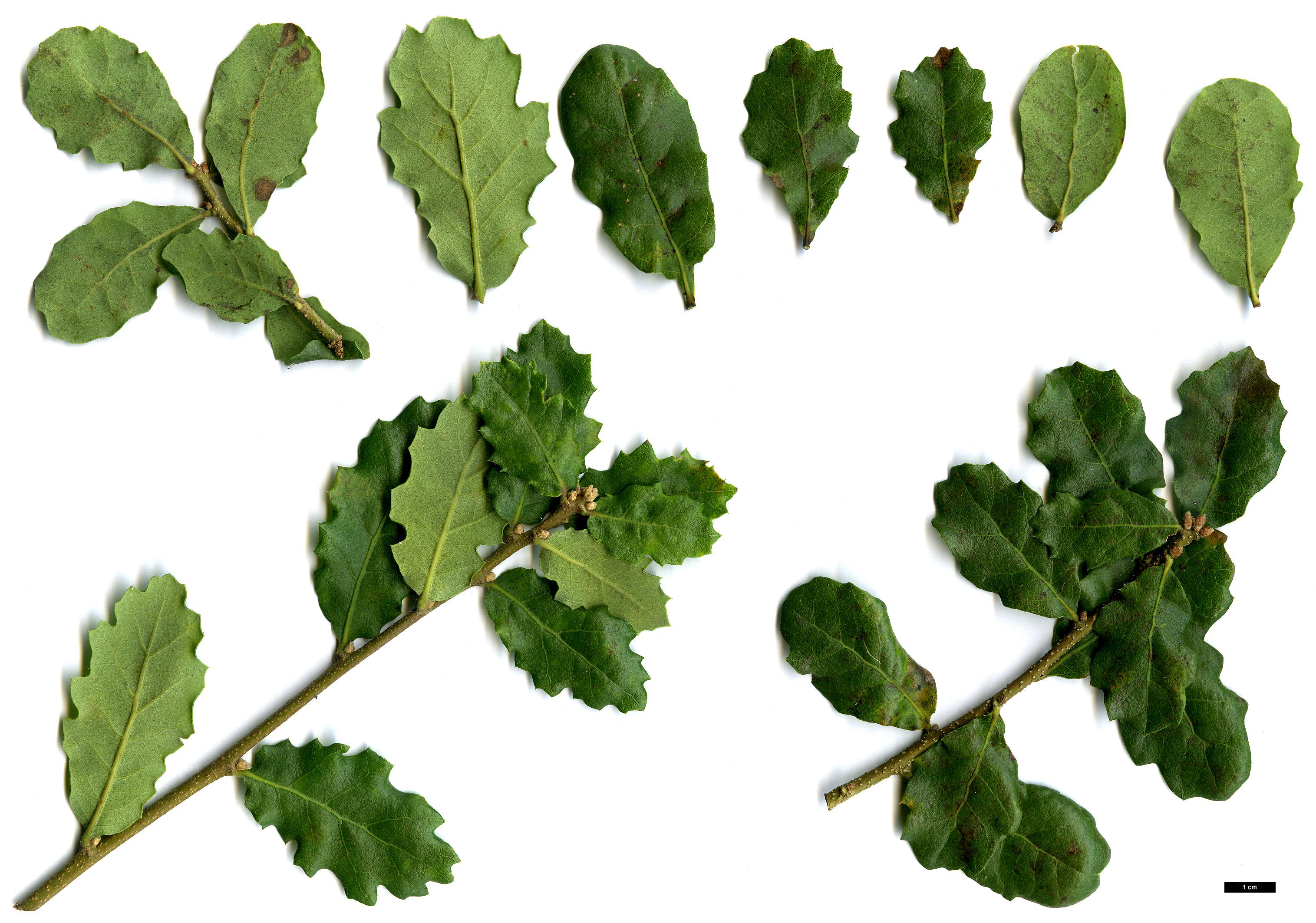 High resolution image: Family: Fagaceae - Genus: Quercus - Taxon: pacifica