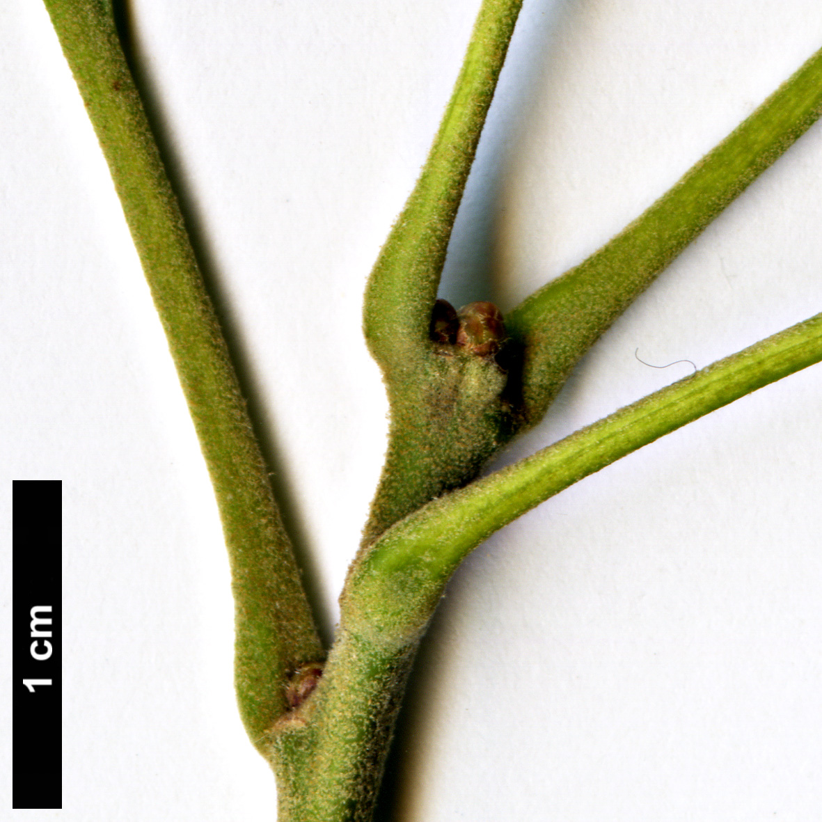 High resolution image: Family: Fagaceae - Genus: Quercus - Taxon: pagoda