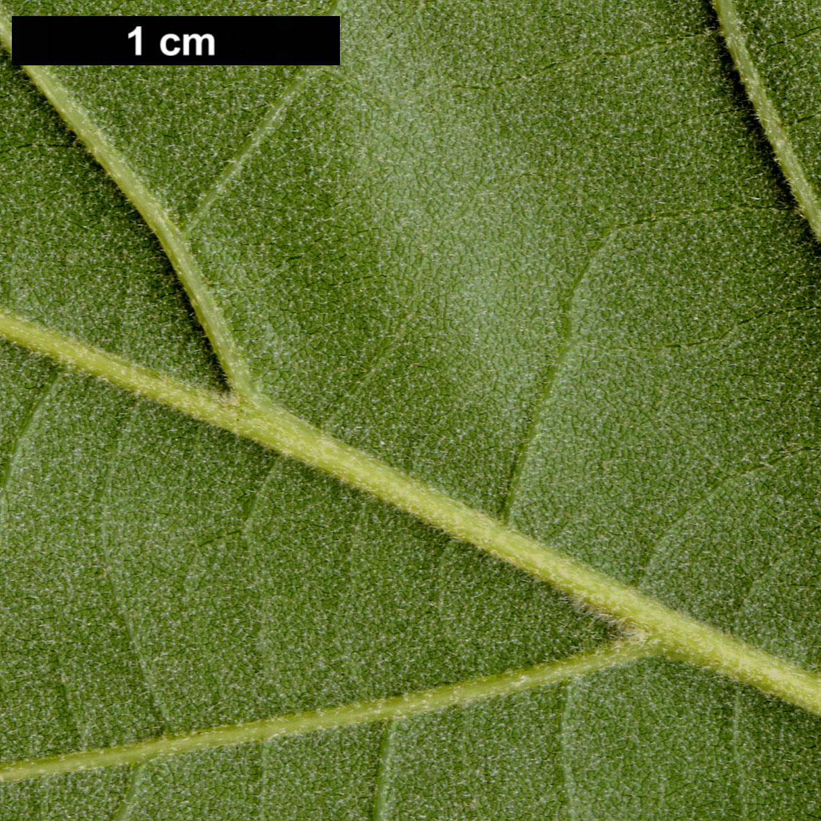 High resolution image: Family: Fagaceae - Genus: Quercus - Taxon: pagoda