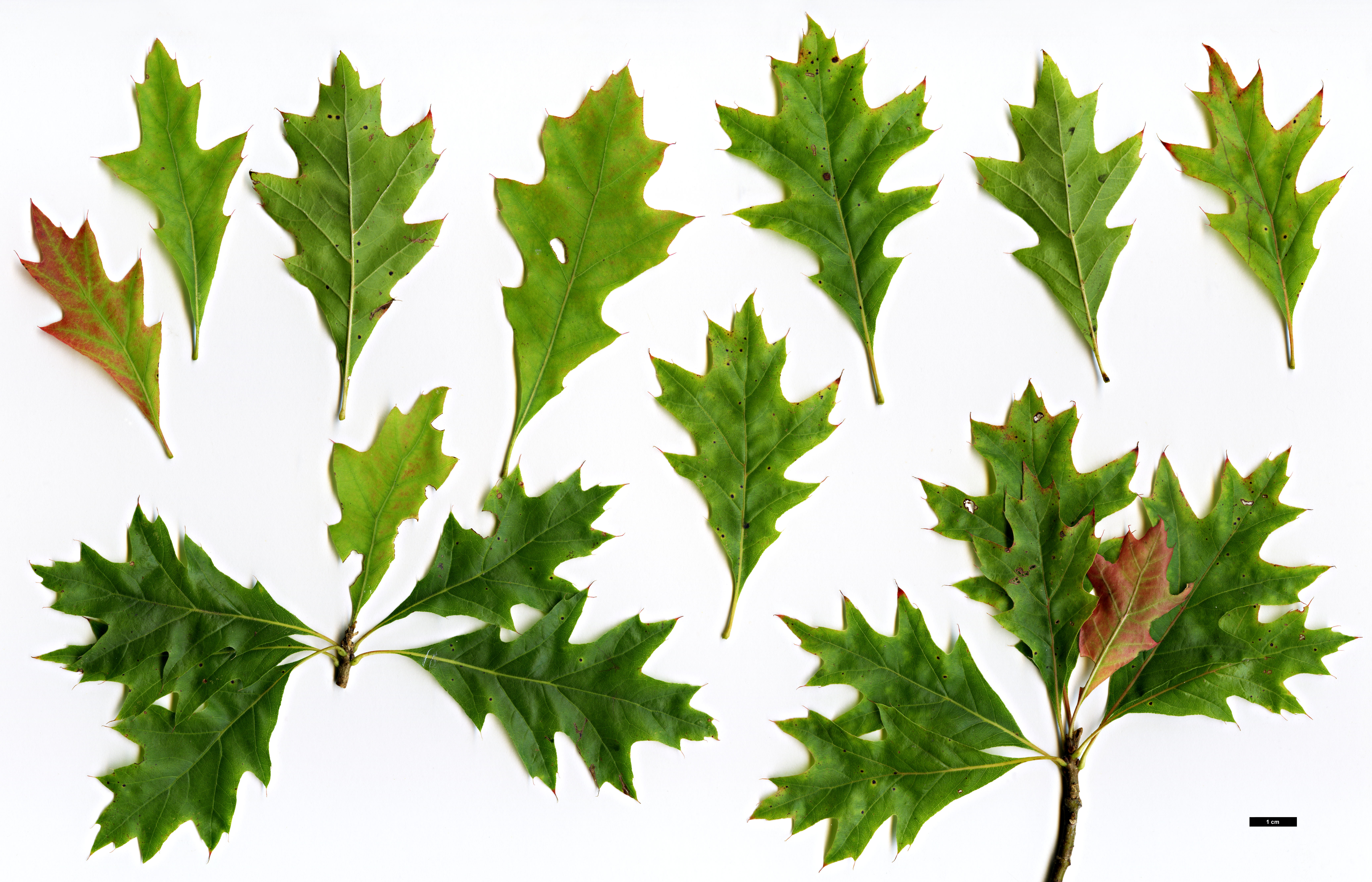 High resolution image: Family: Fagaceae - Genus: Quercus - Taxon: palustris - SpeciesSub: 'Isabel'