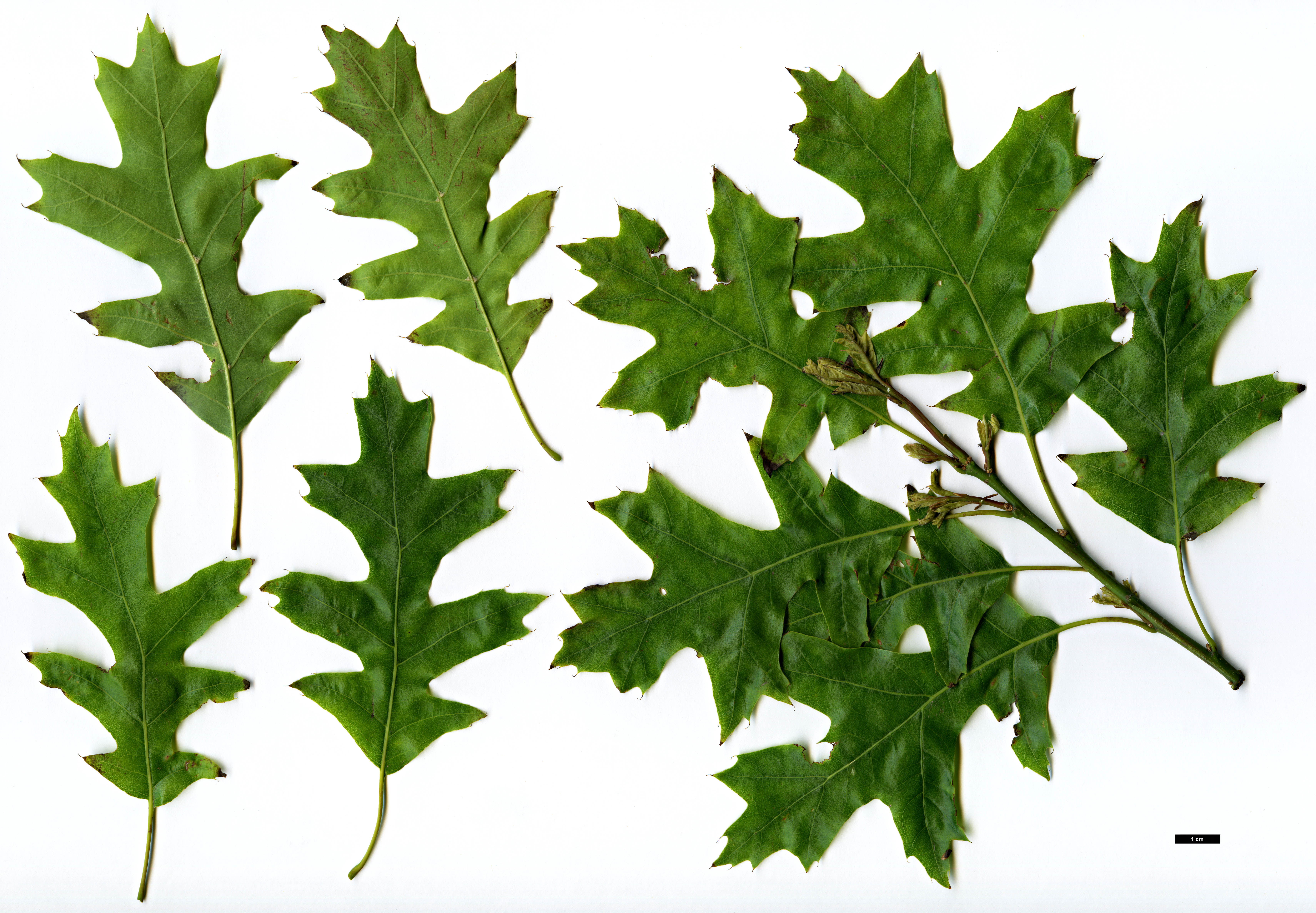 High resolution image: Family: Fagaceae - Genus: Quercus - Taxon: palustris - SpeciesSub: 'Karlsaue'