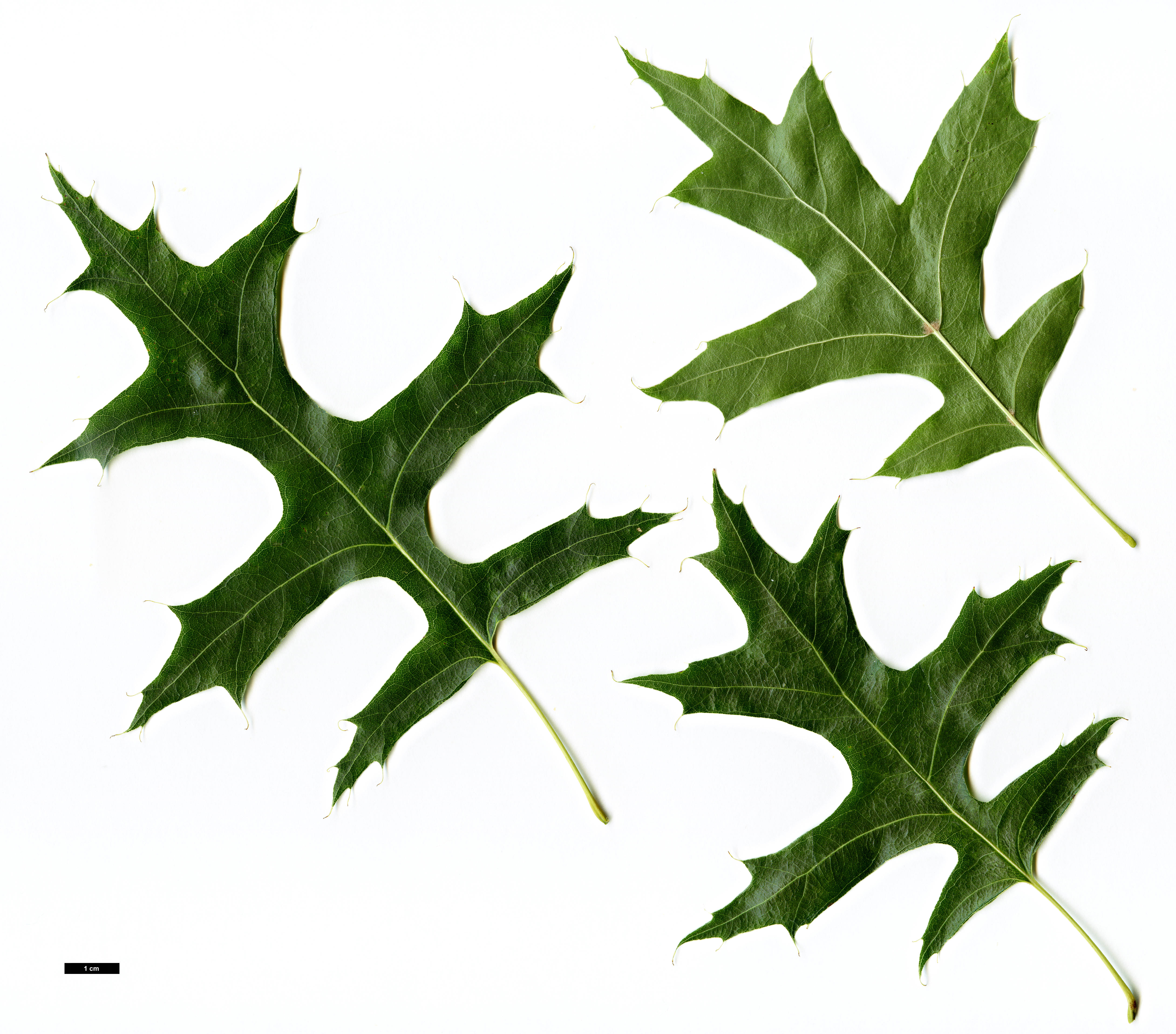 High resolution image: Family: Fagaceae - Genus: Quercus - Taxon: palustris