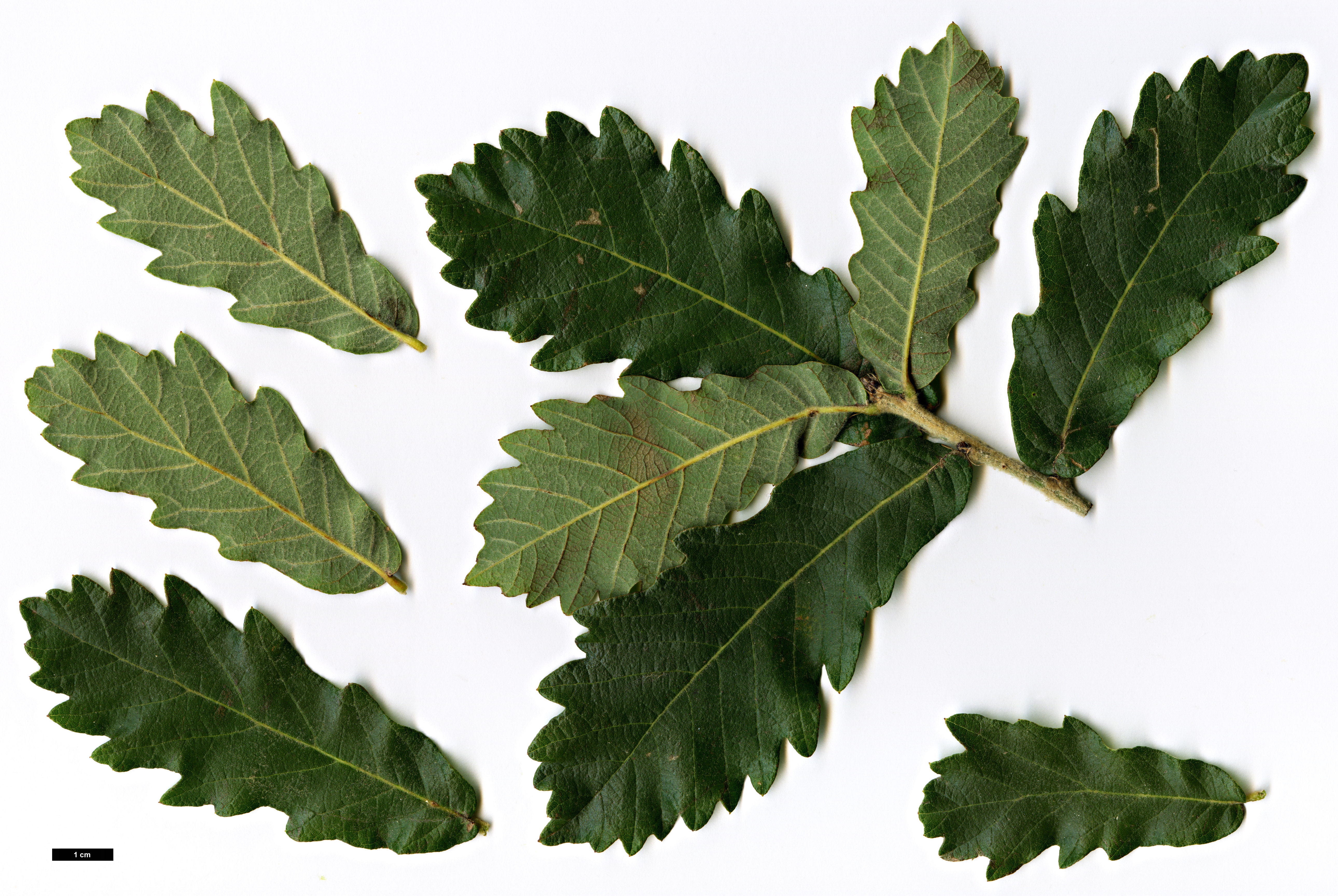 High resolution image: Family: Fagaceae - Genus: Quercus - Taxon: peduncularis