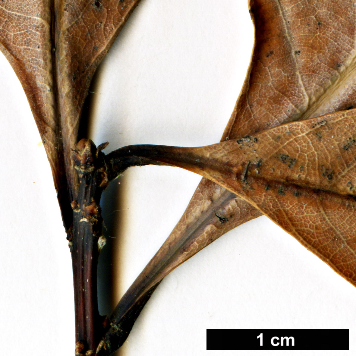 High resolution image: Family: Fagaceae - Genus: Quercus - Taxon: pentacycla