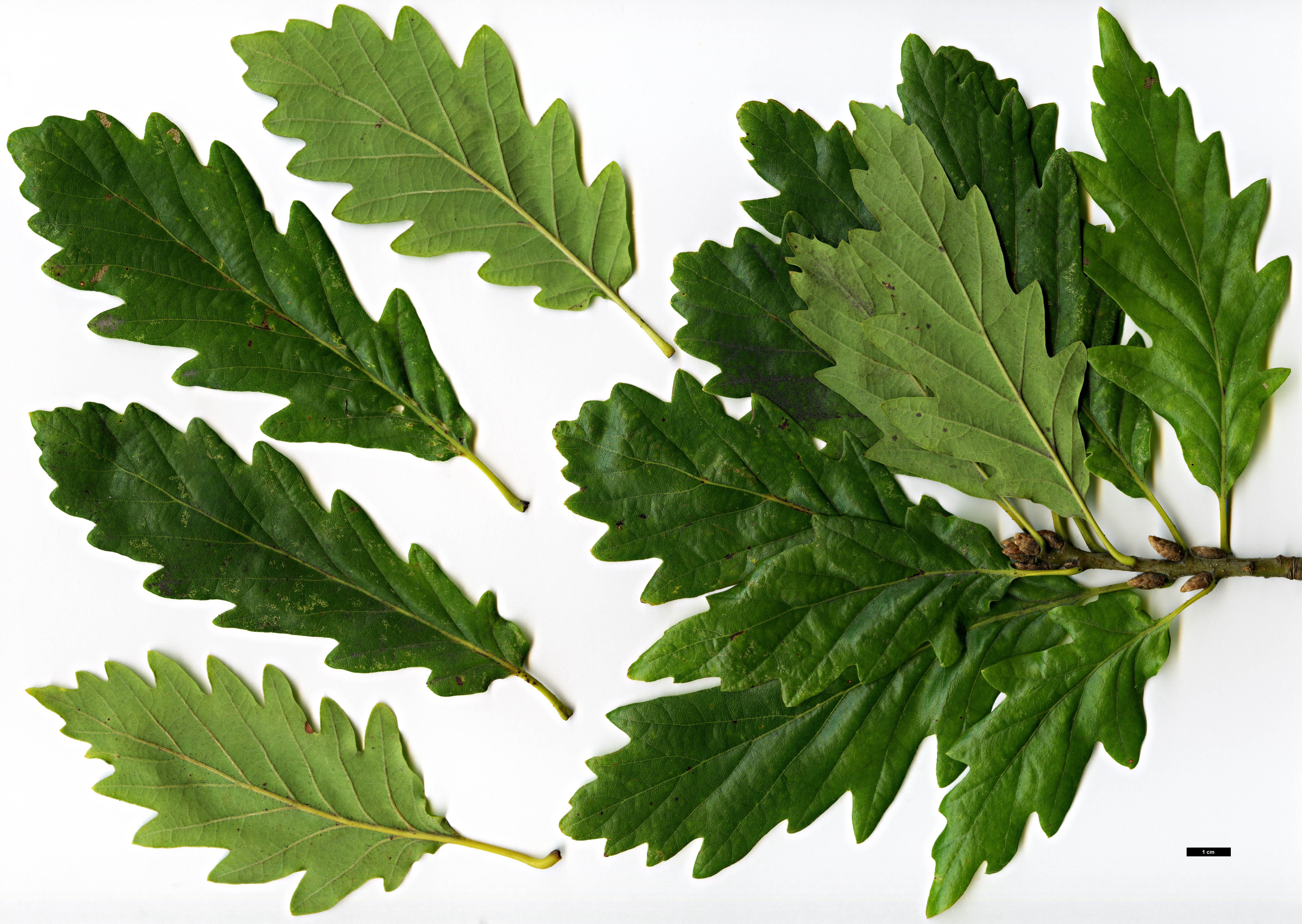 High resolution image: Family: Fagaceae - Genus: Quercus - Taxon: petraea - SpeciesSub: 'Acutiloba'