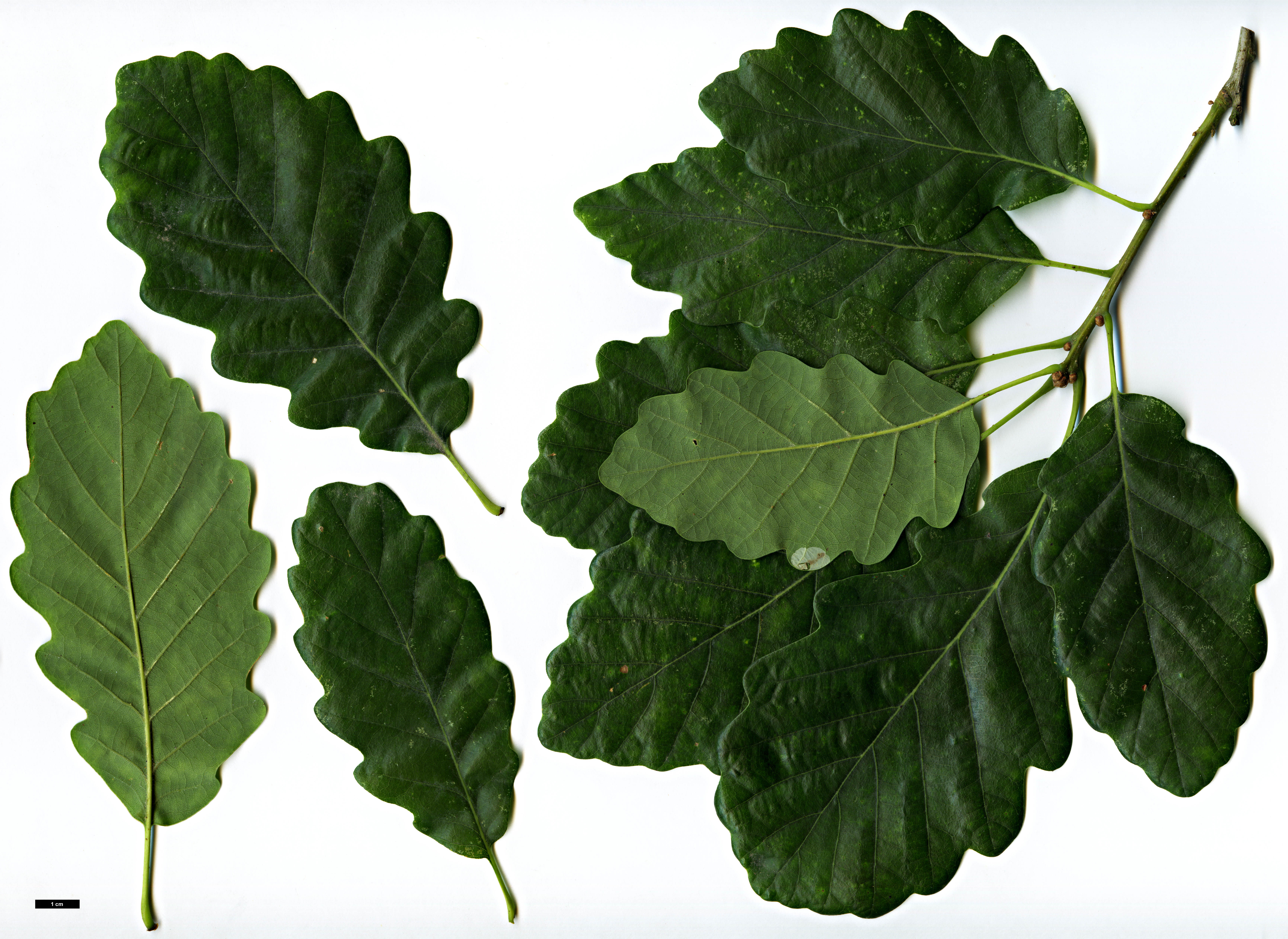 High resolution image: Family: Fagaceae - Genus: Quercus - Taxon: petraea - SpeciesSub: 'Afghanistanensis'