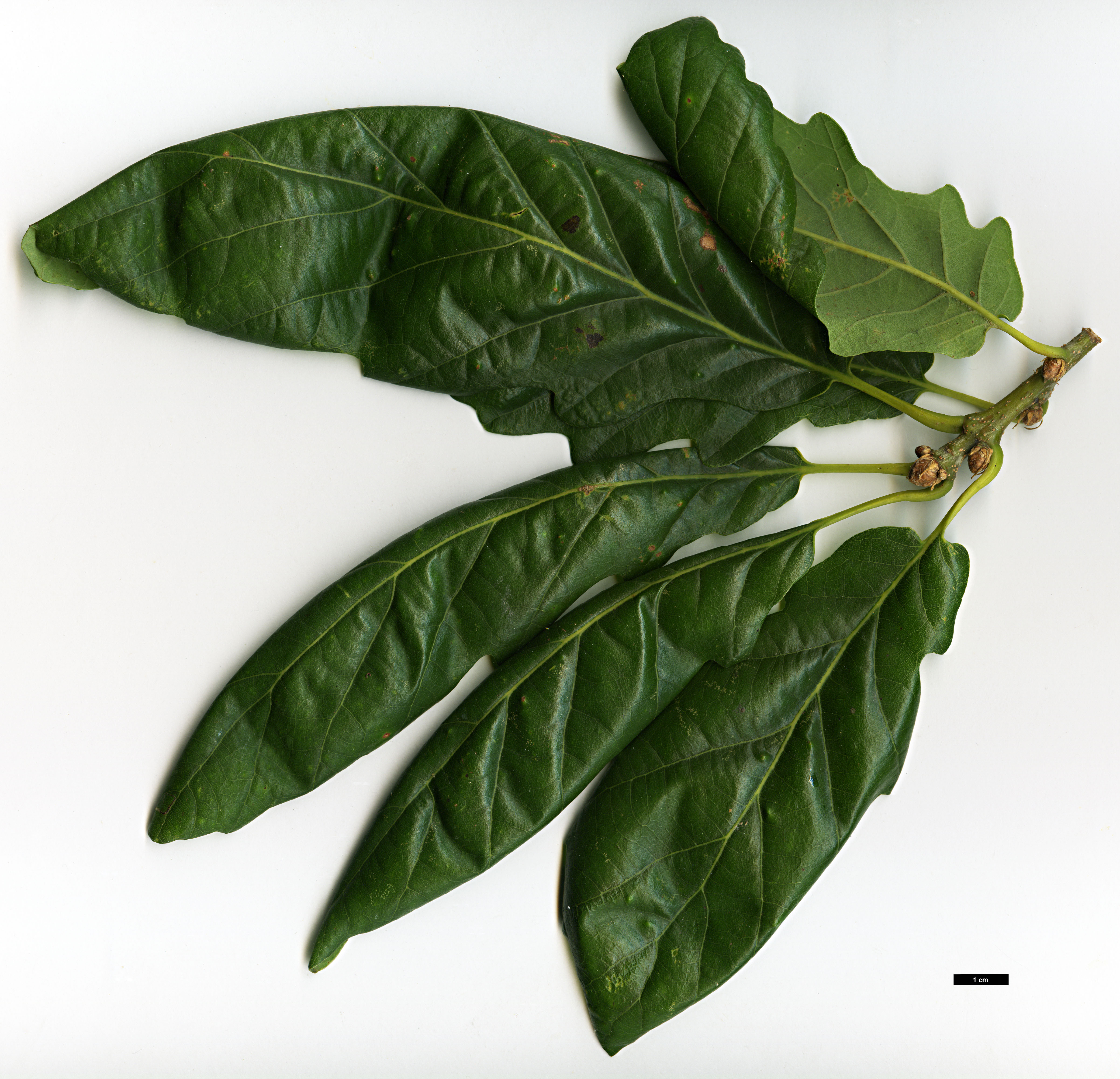 High resolution image: Family: Fagaceae - Genus: Quercus - Taxon: petraea - SpeciesSub: 'Cochleata'
