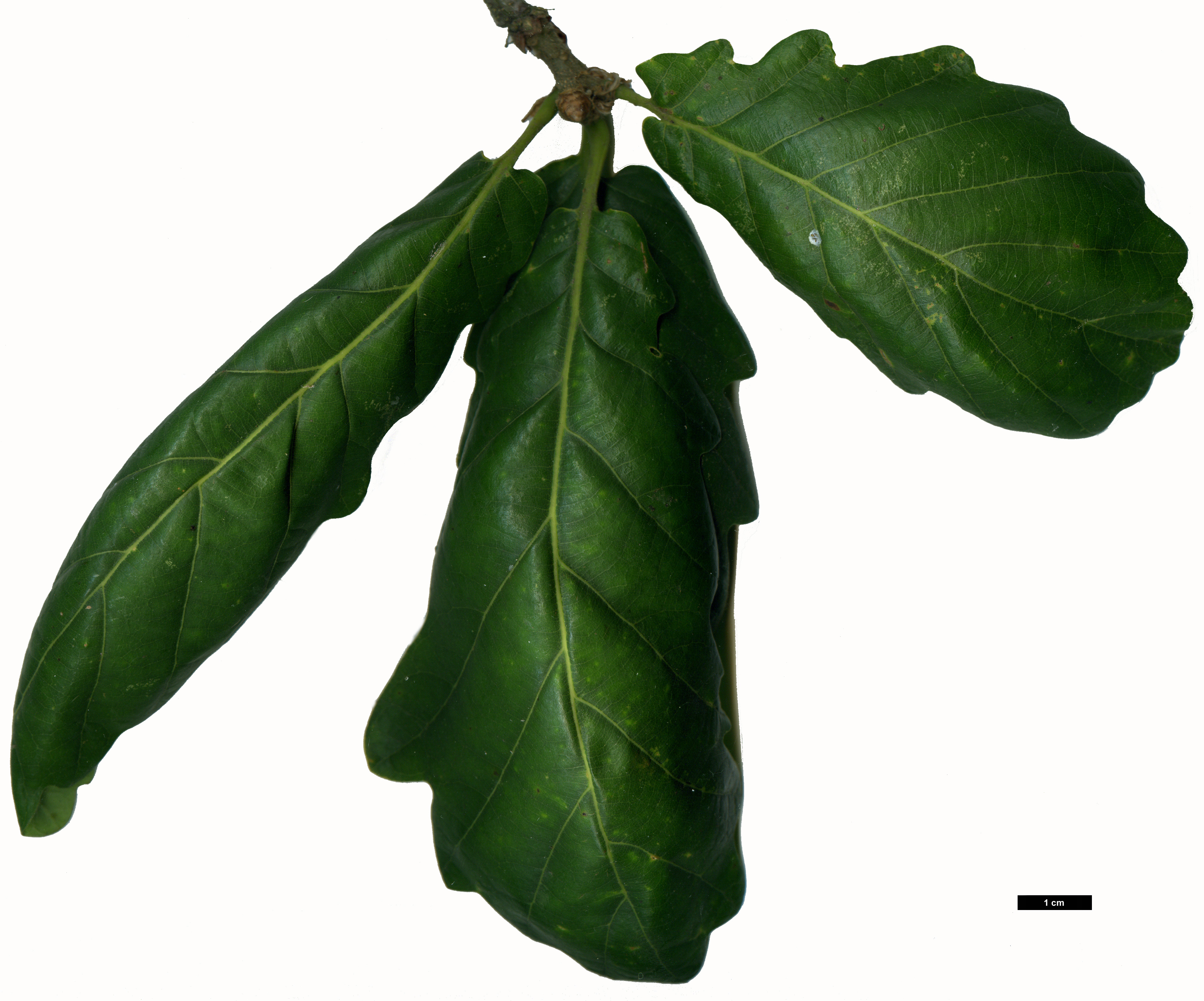 High resolution image: Family: Fagaceae - Genus: Quercus - Taxon: petraea - SpeciesSub: 'Cochleata'