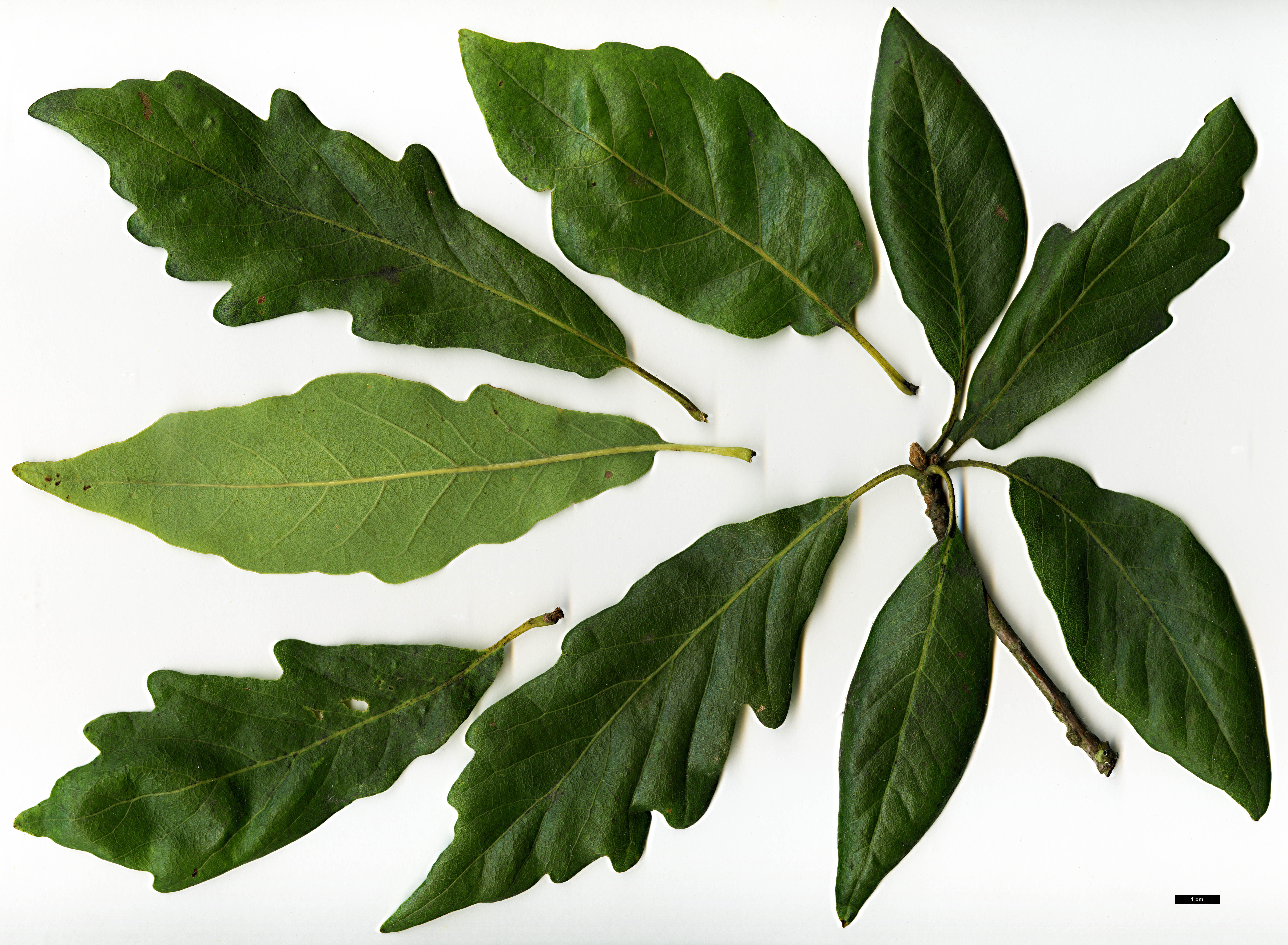 High resolution image: Family: Fagaceae - Genus: Quercus - Taxon: petraea - SpeciesSub: 'Muscaviensis'