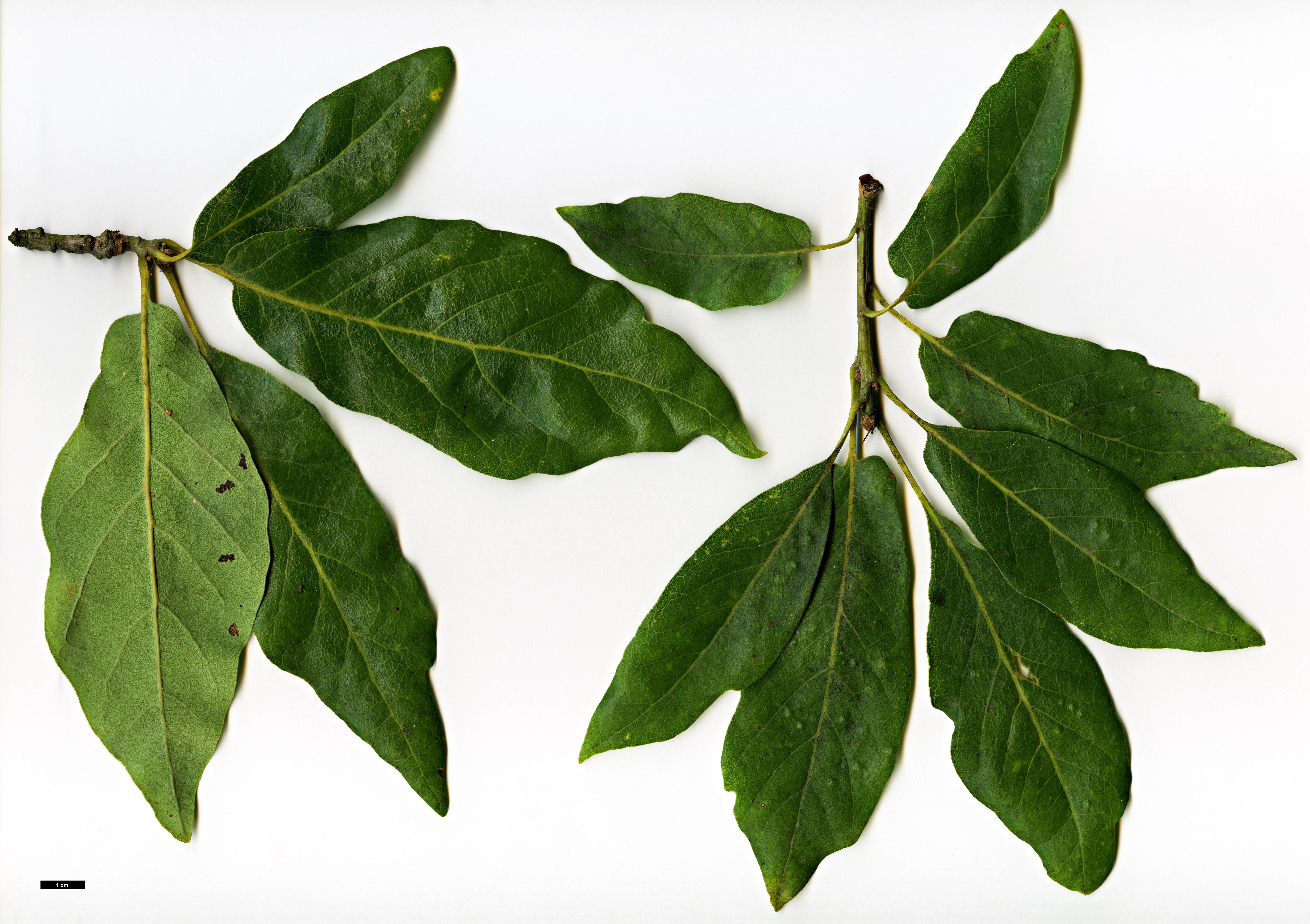High resolution image: Family: Fagaceae - Genus: Quercus - Taxon: petraea - SpeciesSub: 'Muscaviensis'