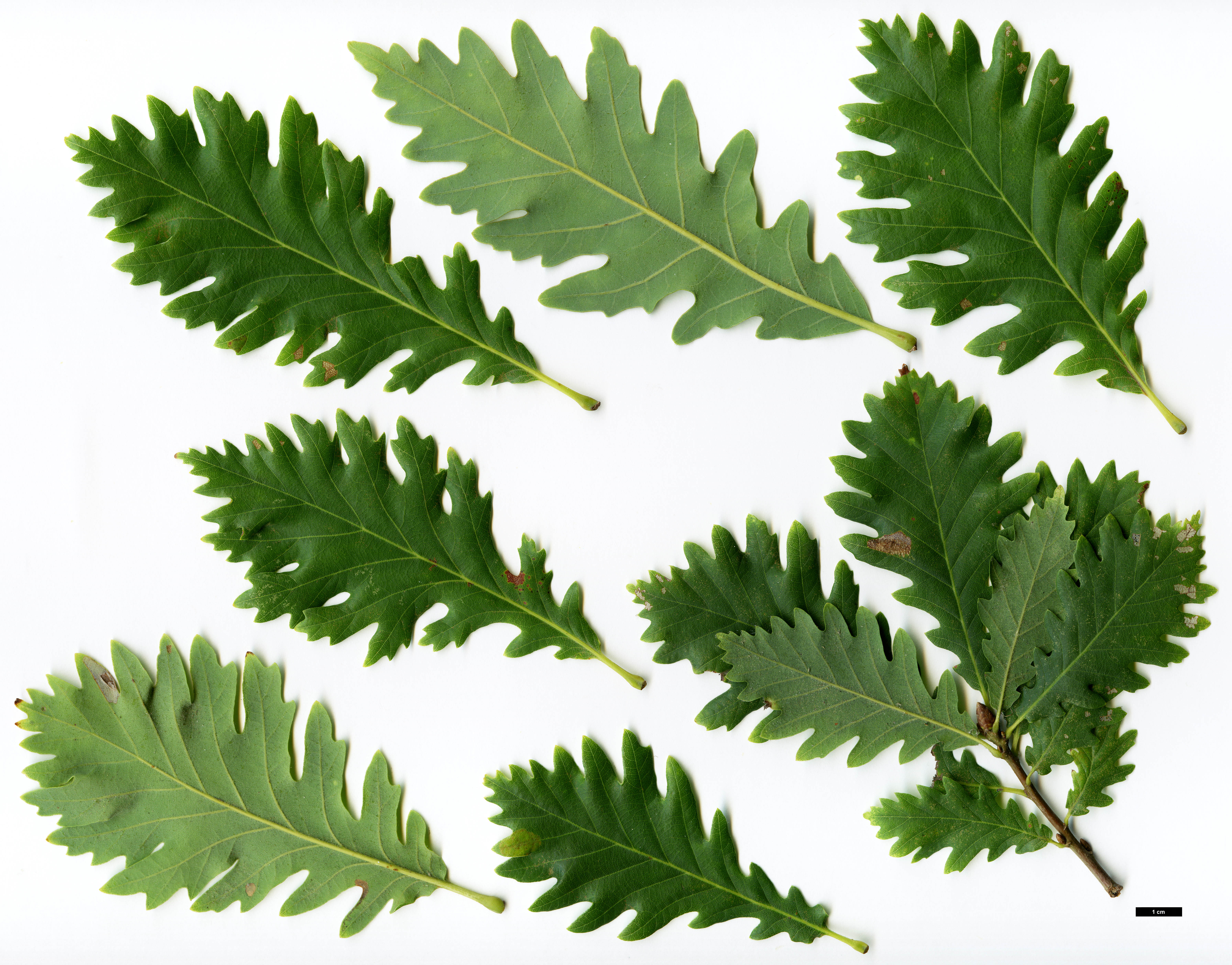 High resolution image: Family: Fagaceae - Genus: Quercus - Taxon: petraea - SpeciesSub: 'Pinnatiloba'