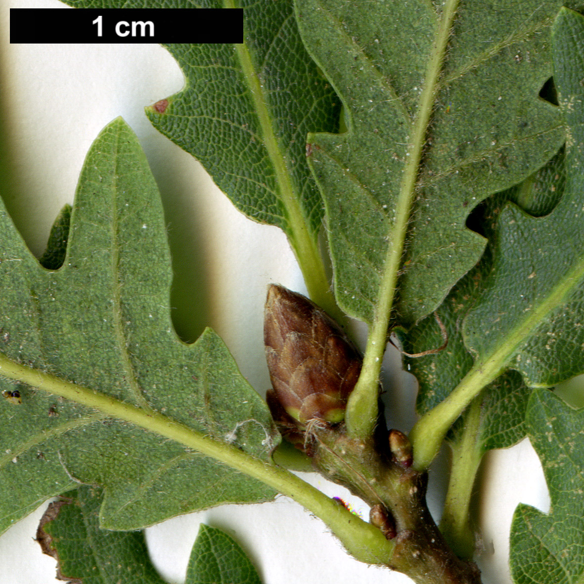 High resolution image: Family: Fagaceae - Genus: Quercus - Taxon: petraea - SpeciesSub: 'Pinnatiloba'