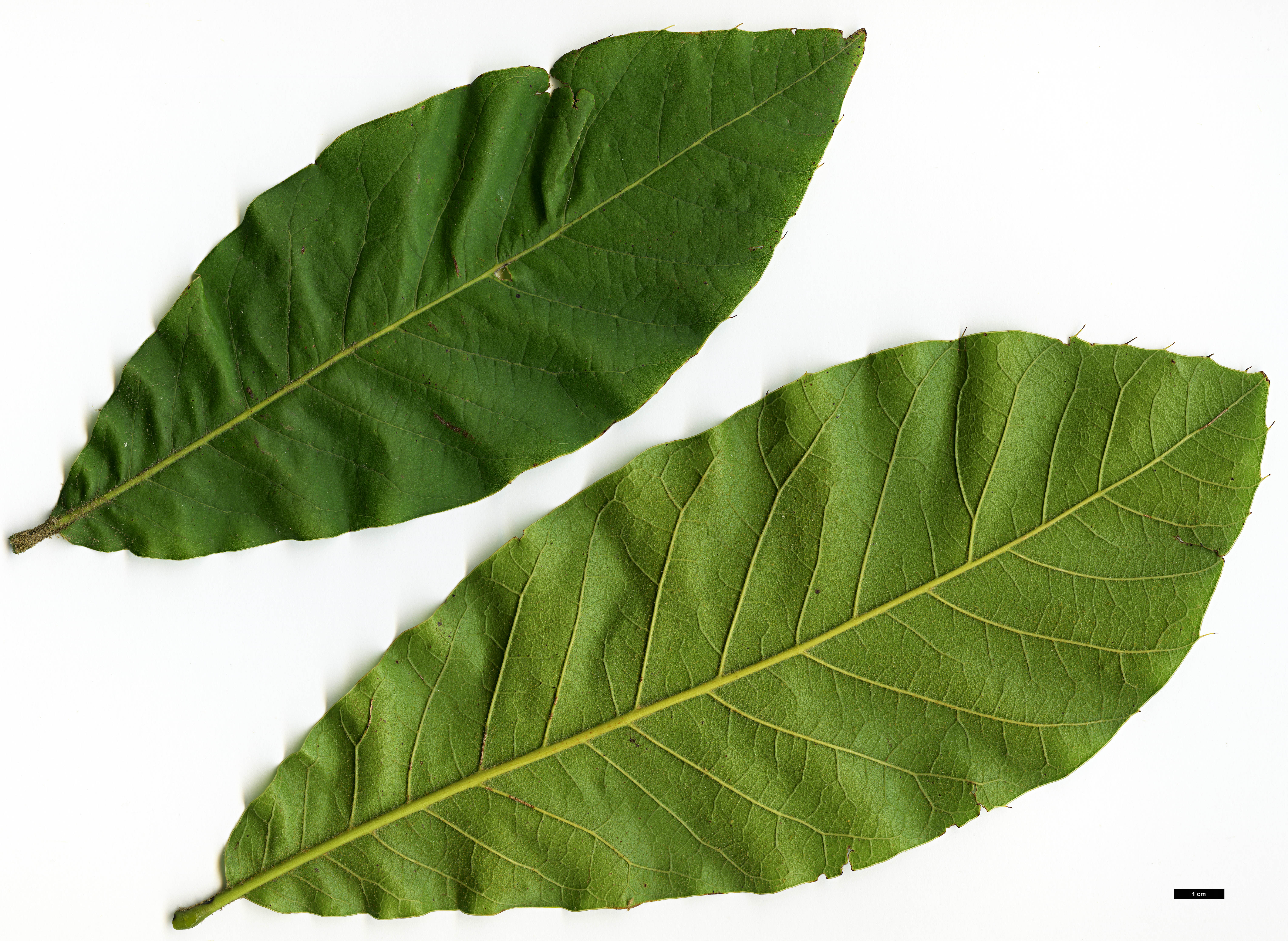 High resolution image: Family: Fagaceae - Genus: Quercus - Taxon: planipocula