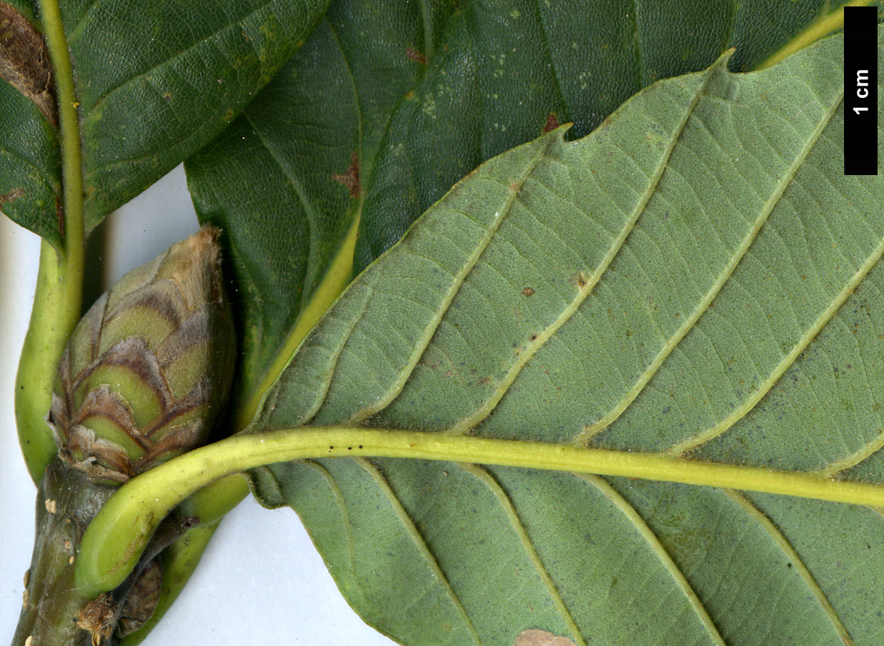 High resolution image: Family: Fagaceae - Genus: Quercus - Taxon: pontica