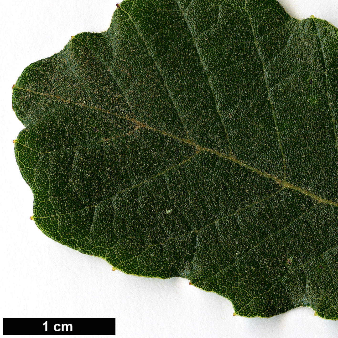 High resolution image: Family: Fagaceae - Genus: Quercus - Taxon: praeco
