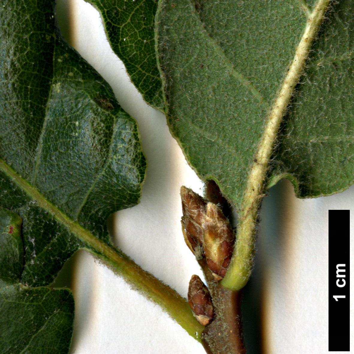 High resolution image: Family: Fagaceae - Genus: Quercus - Taxon: pubescens