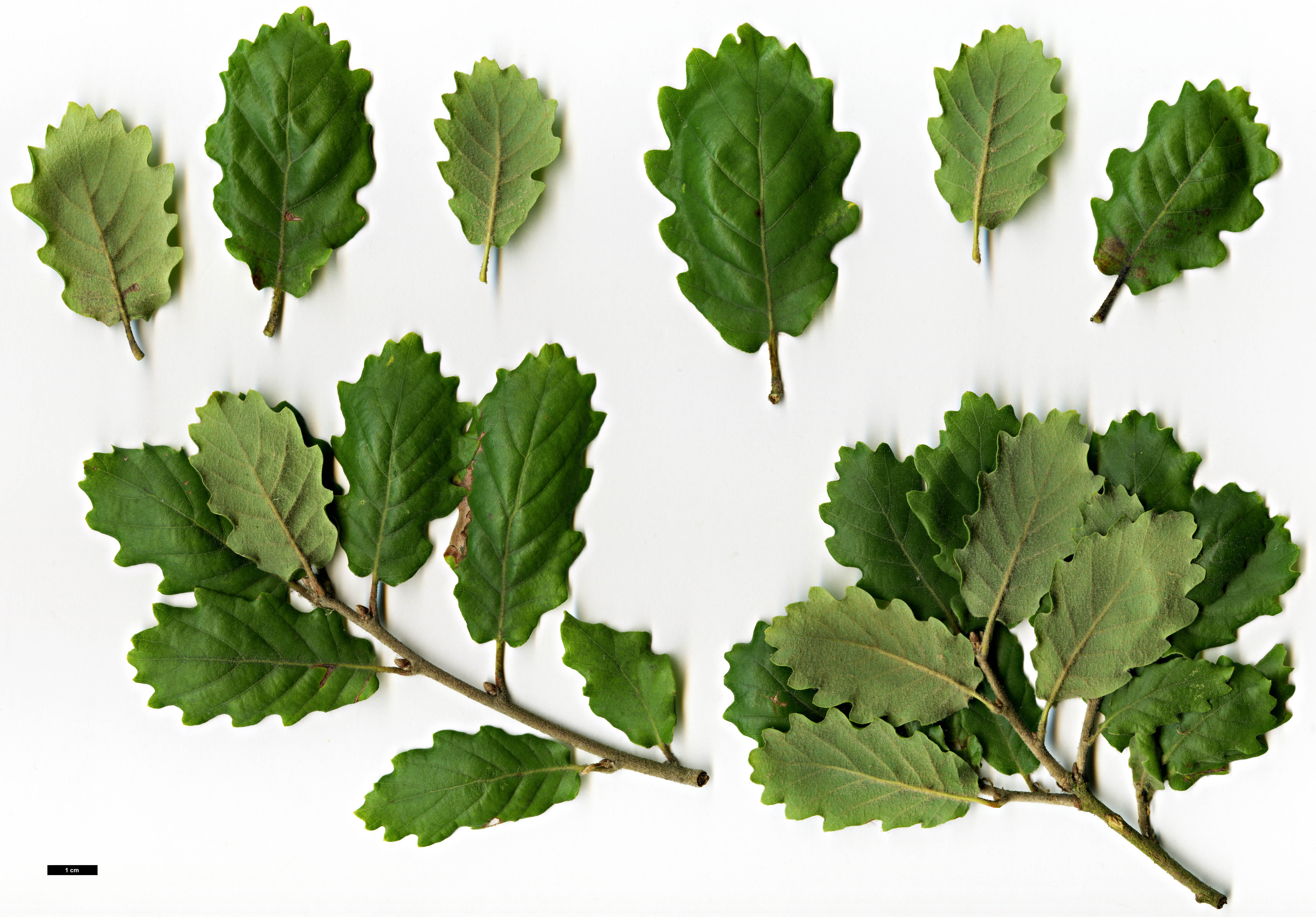 High resolution image: Family: Fagaceae - Genus: Quercus - Taxon: pubescens