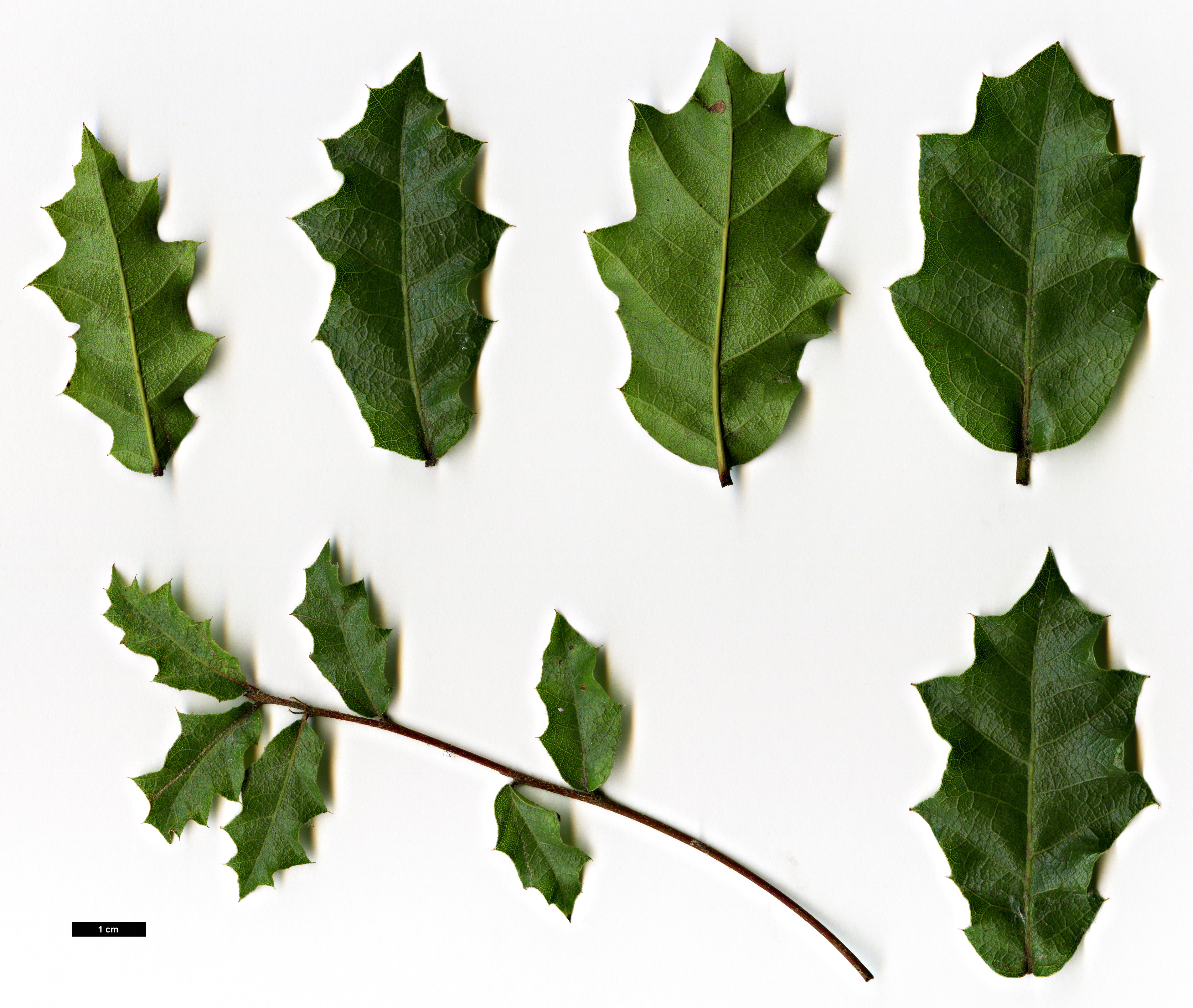 High resolution image: Family: Fagaceae - Genus: Quercus - Taxon: pungens