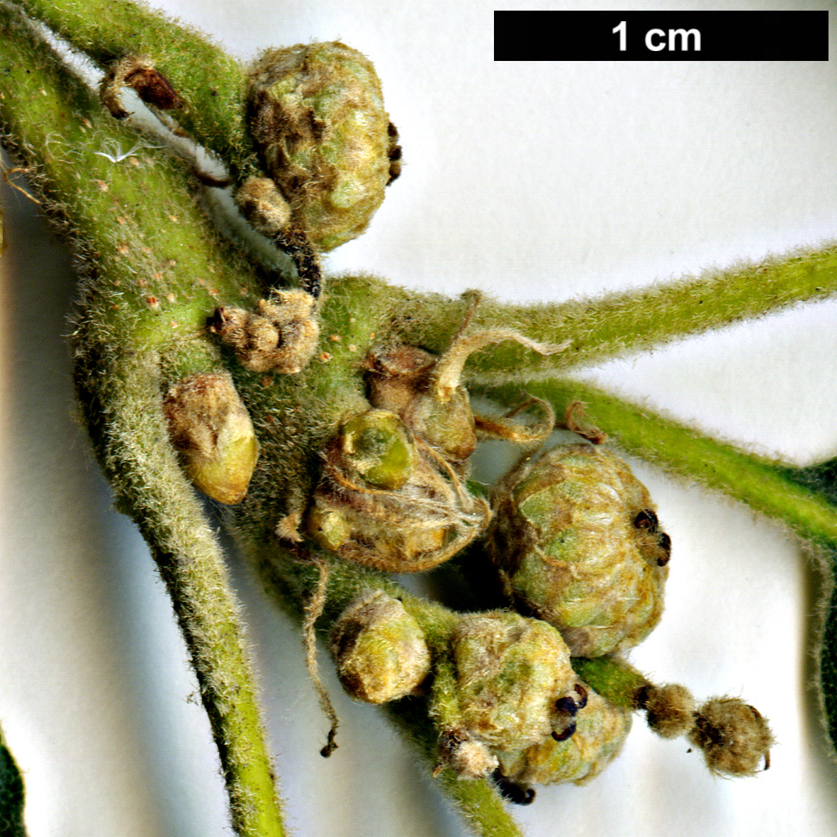 High resolution image: Family: Fagaceae - Genus: Quercus - Taxon: pyrenaica - SpeciesSub: 'Pendula'