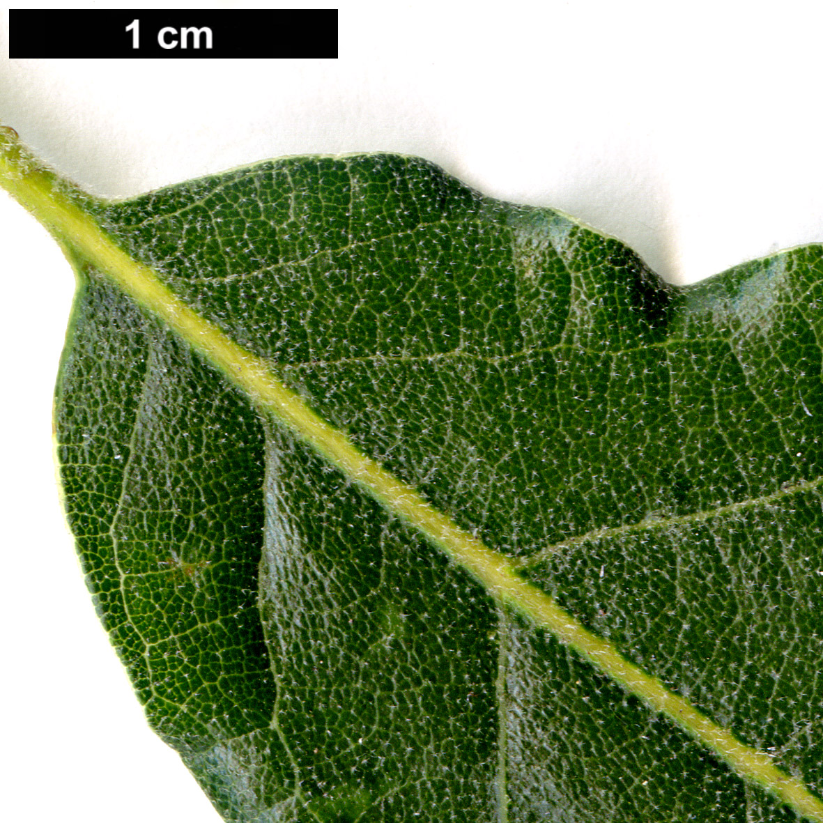 High resolution image: Family: Fagaceae - Genus: Quercus - Taxon: pyrenaica - SpeciesSub: 'Pendula'