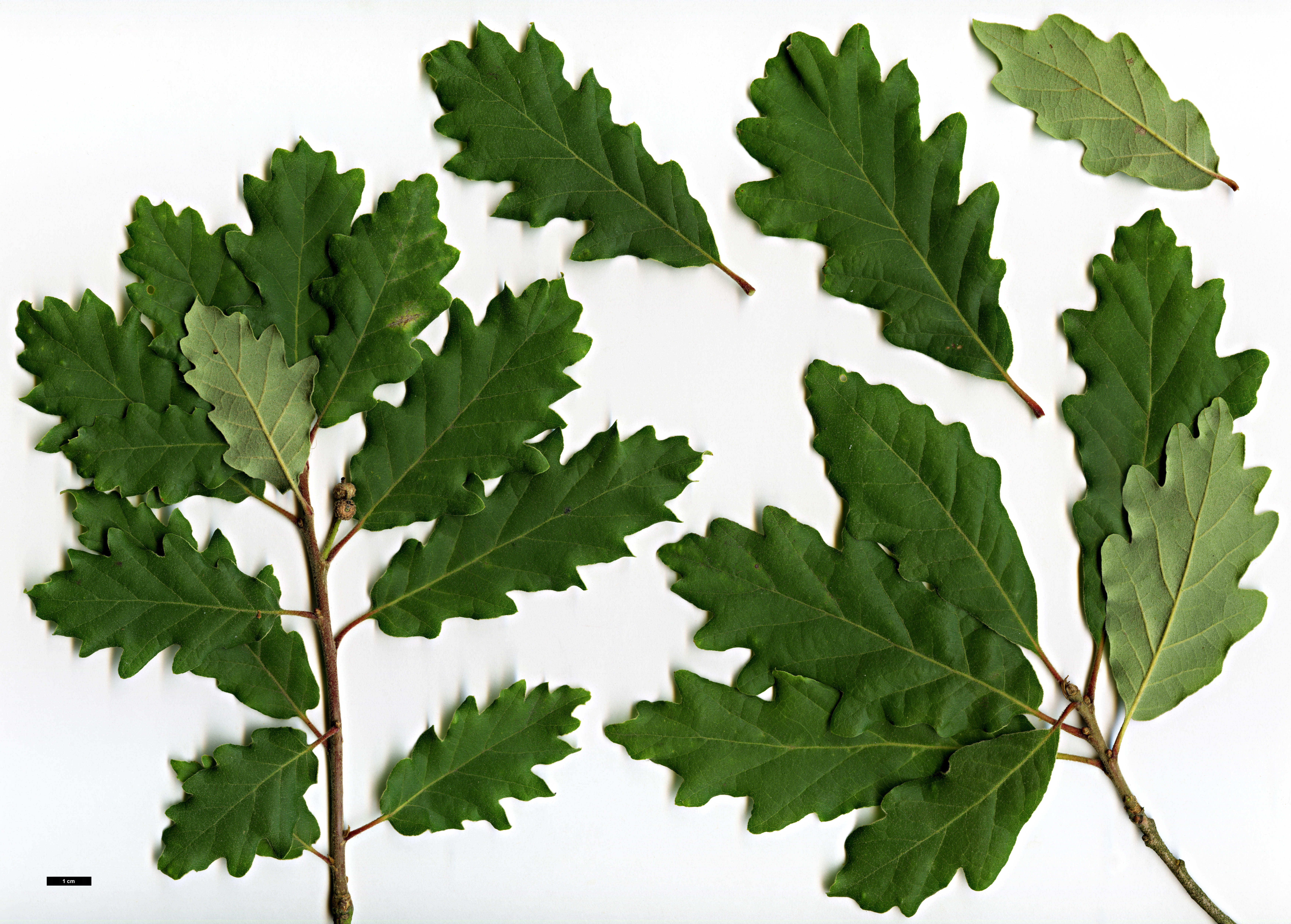 High resolution image: Family: Fagaceae - Genus: Quercus - Taxon: pyrenaica - SpeciesSub: hybrid