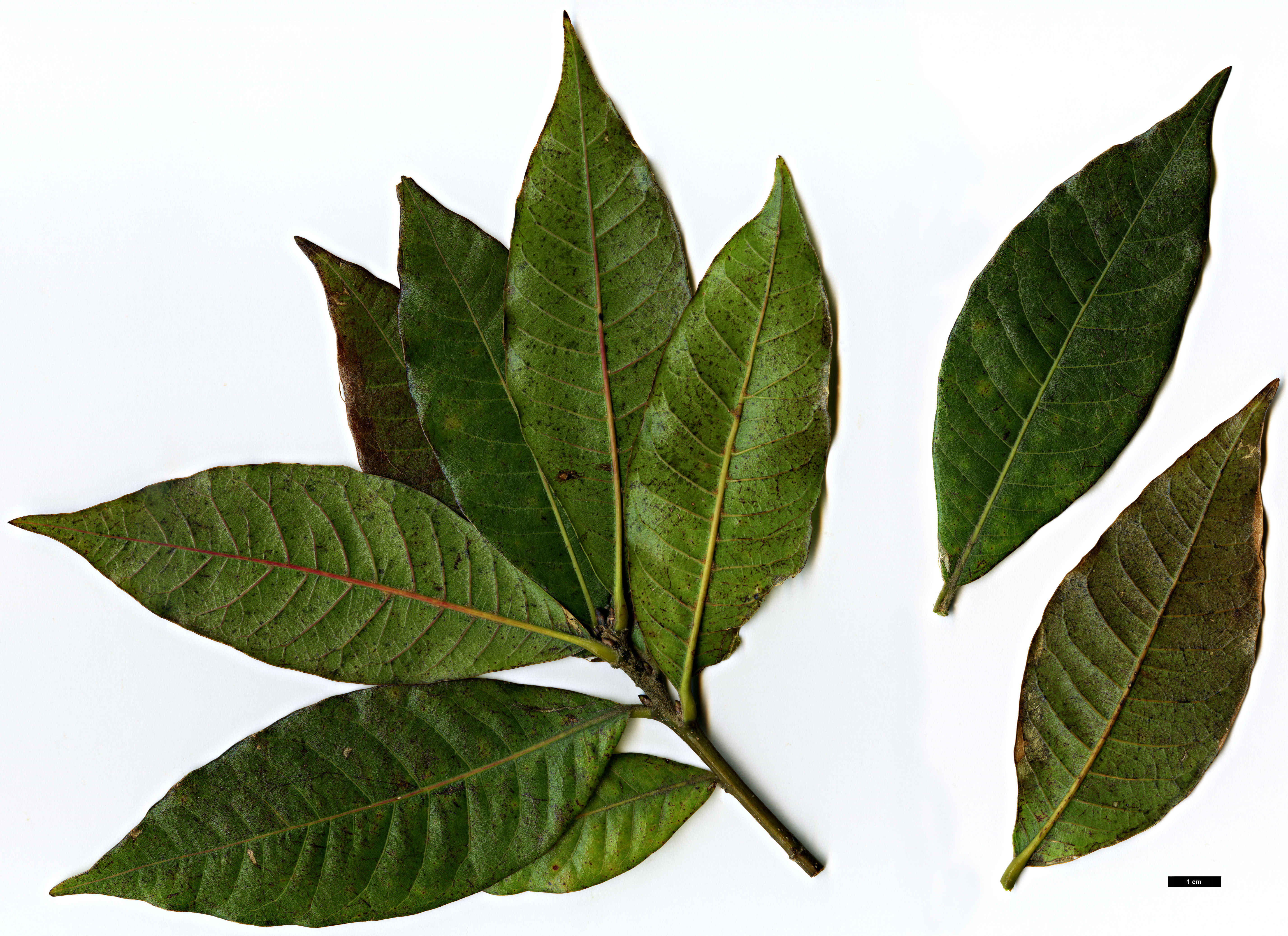 High resolution image: Family: Fagaceae - Genus: Quercus - Taxon: rapurahuensis