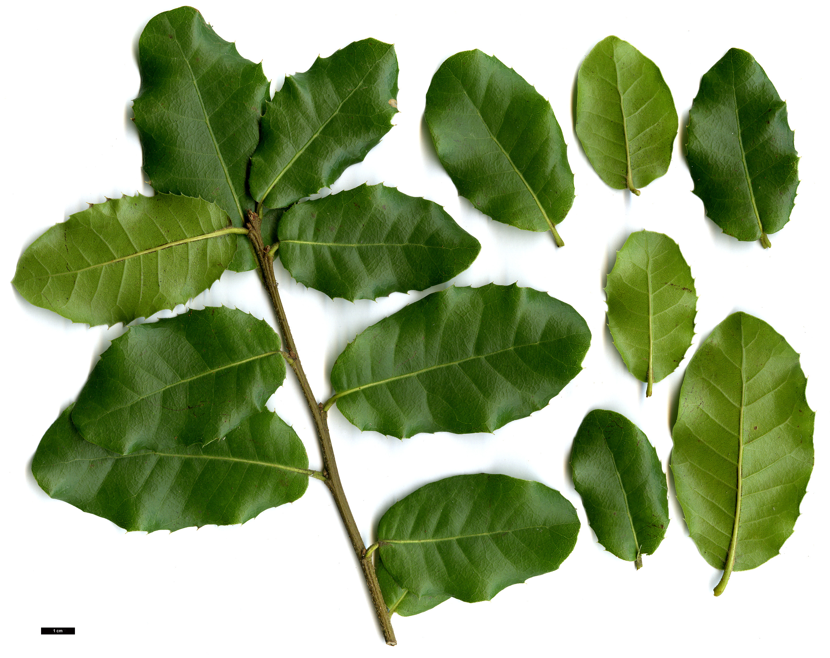 High resolution image: Family: Fagaceae - Genus: Quercus - Taxon: rehderiana