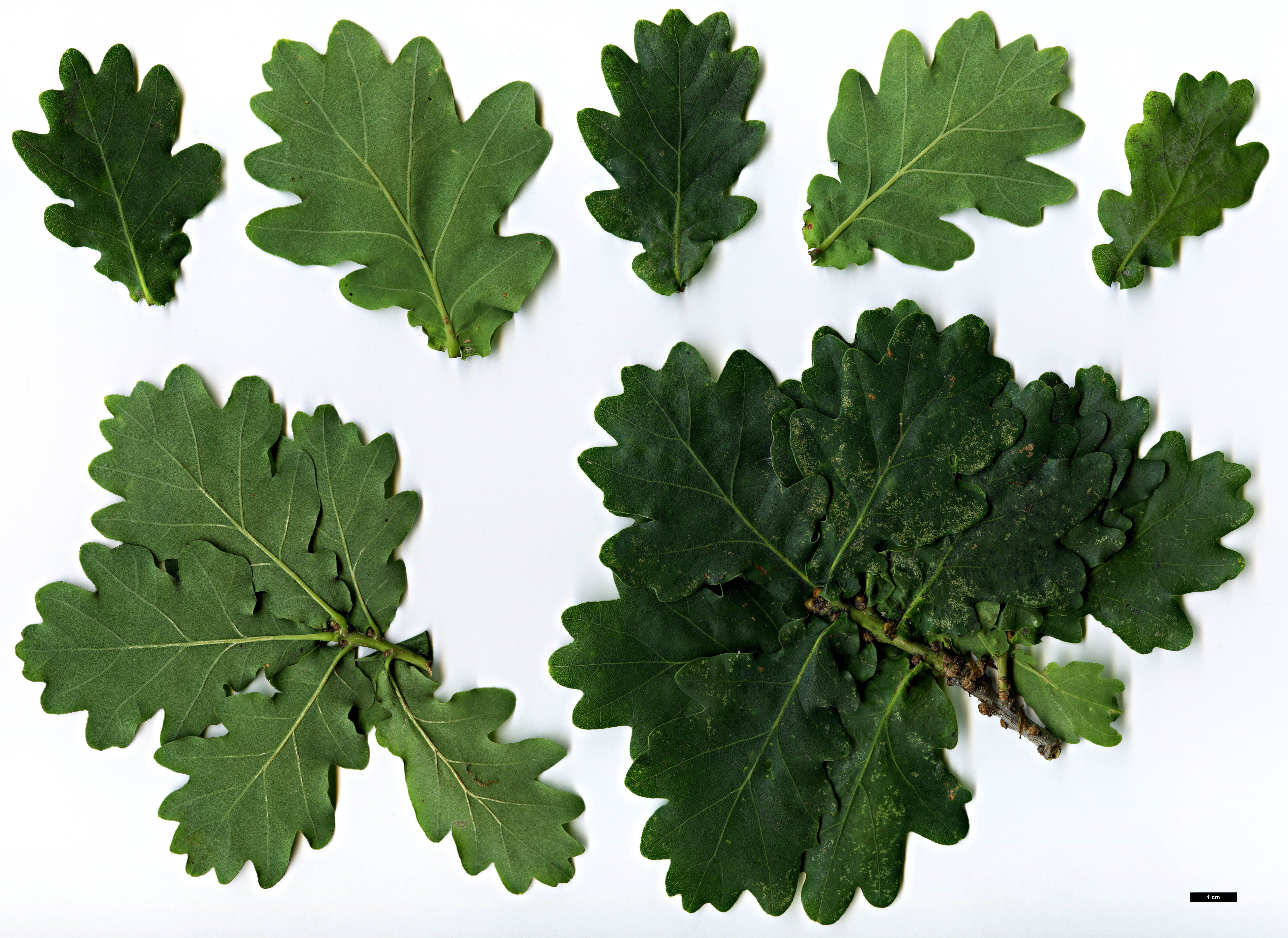 High resolution image: Family: Fagaceae - Genus: Quercus - Taxon: robur - SpeciesSub: 'Compacta'